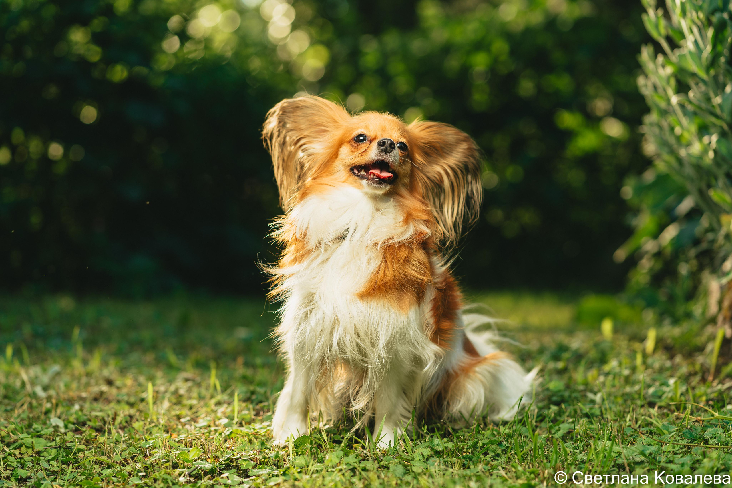 Съемка с животными. Питерский фотограф Светлана Ковалева