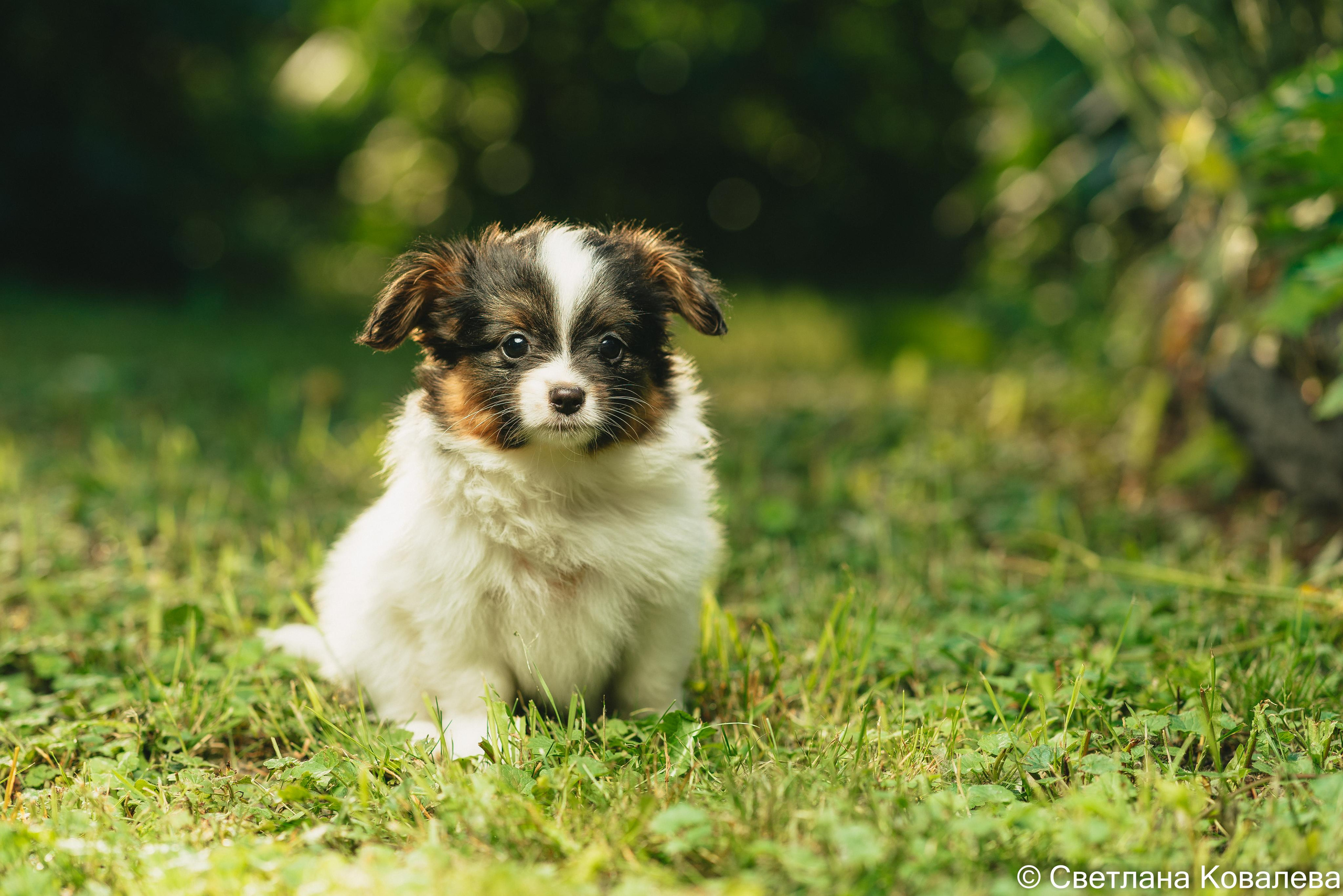 Съемка с животными. Питерский фотограф Светлана Ковалева