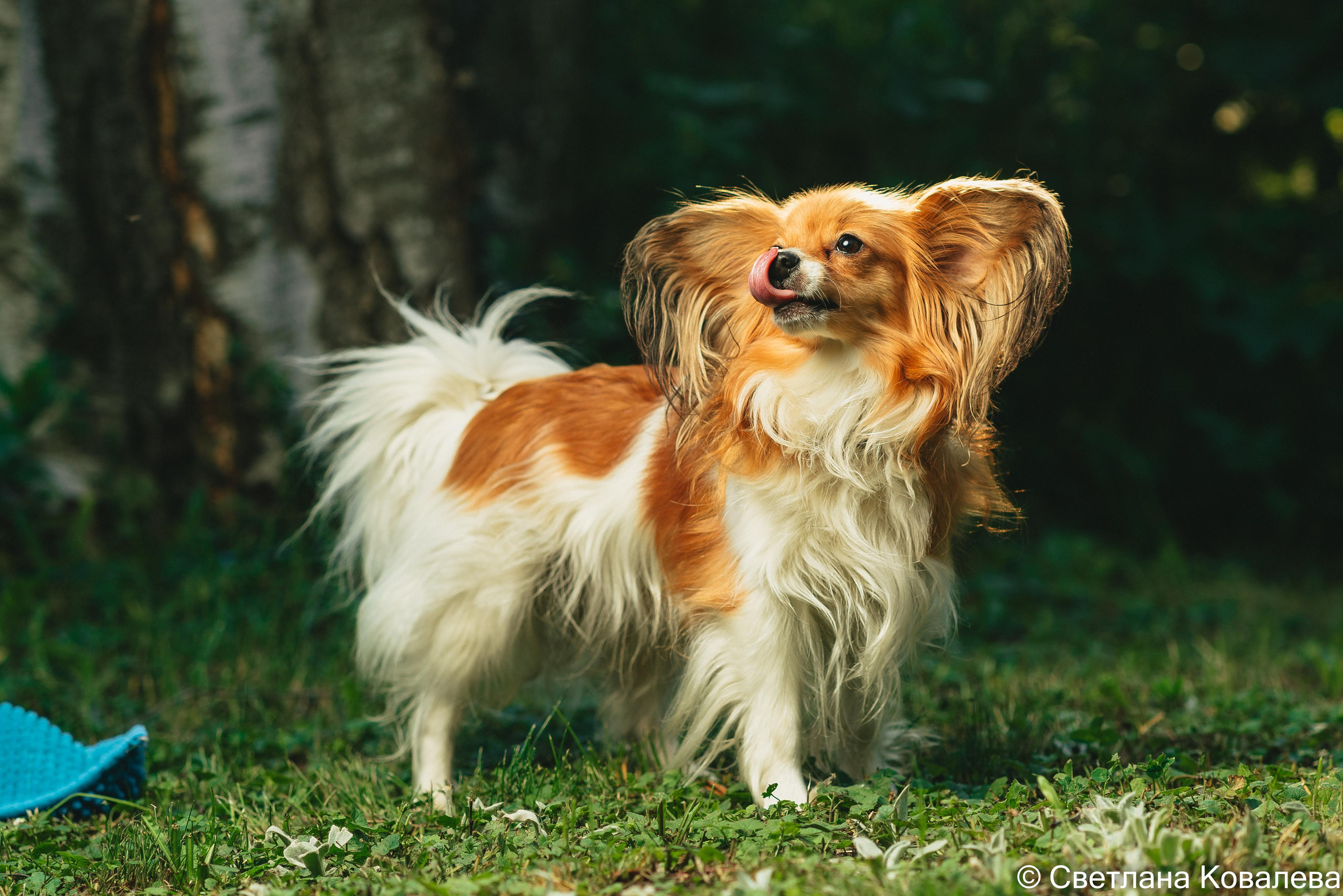 Съемка с животными. Питерский фотограф Светлана Ковалева