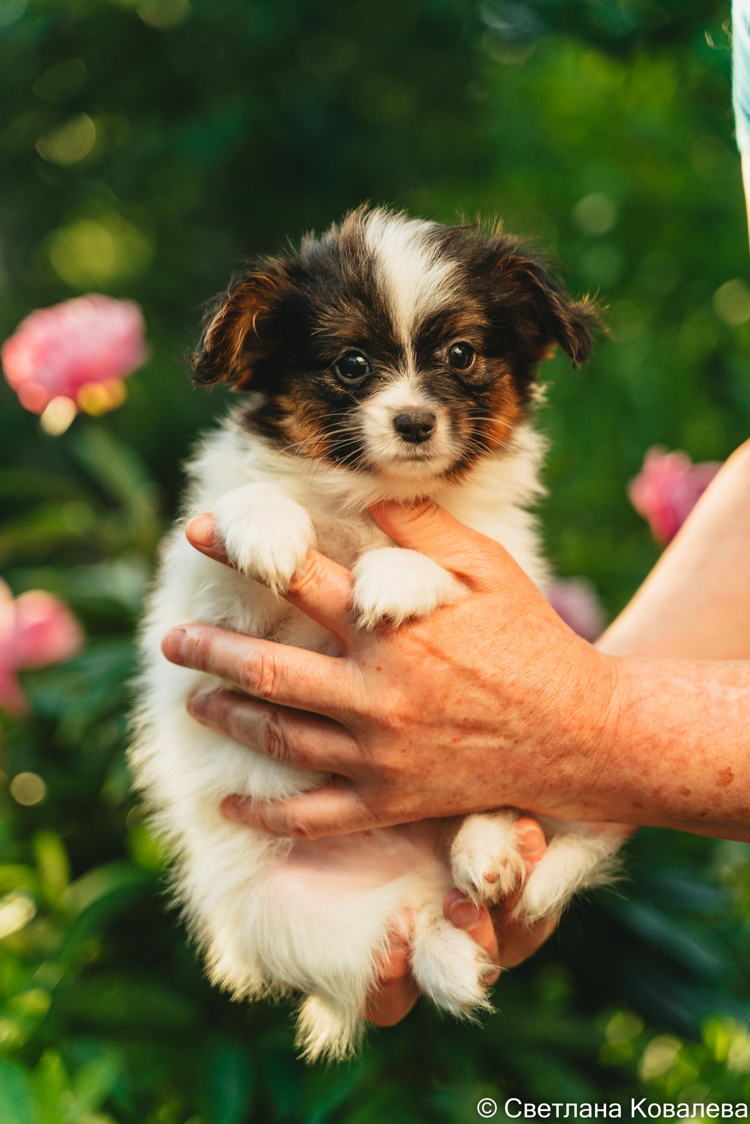 Съемка с животными. Питерский фотограф Светлана Ковалева