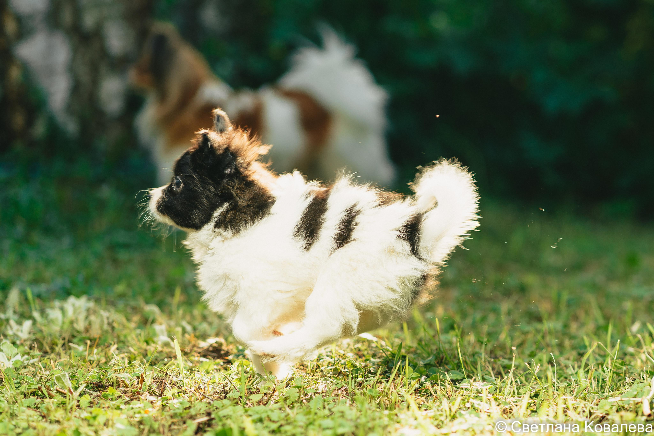 Съемка с животными. Питерский фотограф Светлана Ковалева
