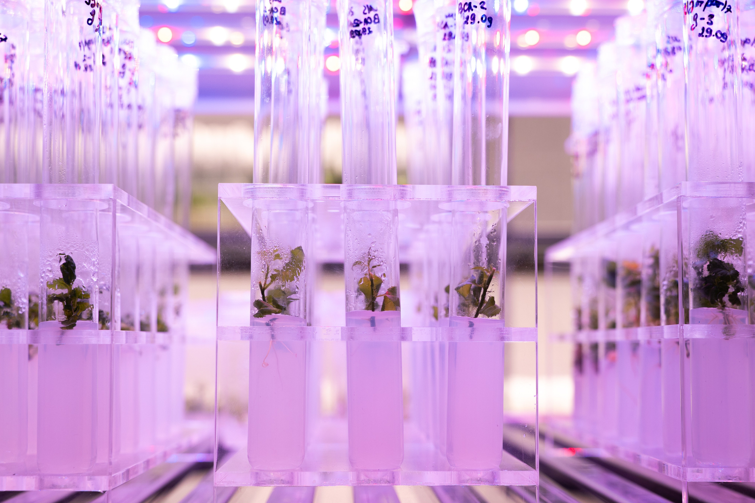 Международная конференция РАН