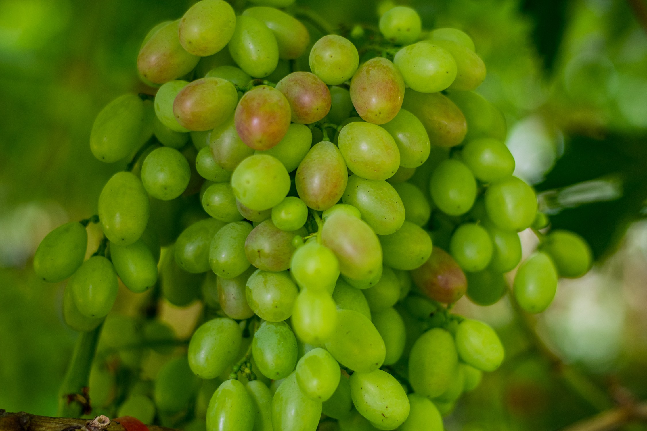 Антон Курдюмов фотограф в Хабаровске Рина Курдюмова фото27 foto27 Антон Дорофеев репортажный репортаж документалист Тони и Рина фотосоздатели Виноградники Хехцир 2024 Хабаровск виноград дикий фермер фермерство дачный сезон