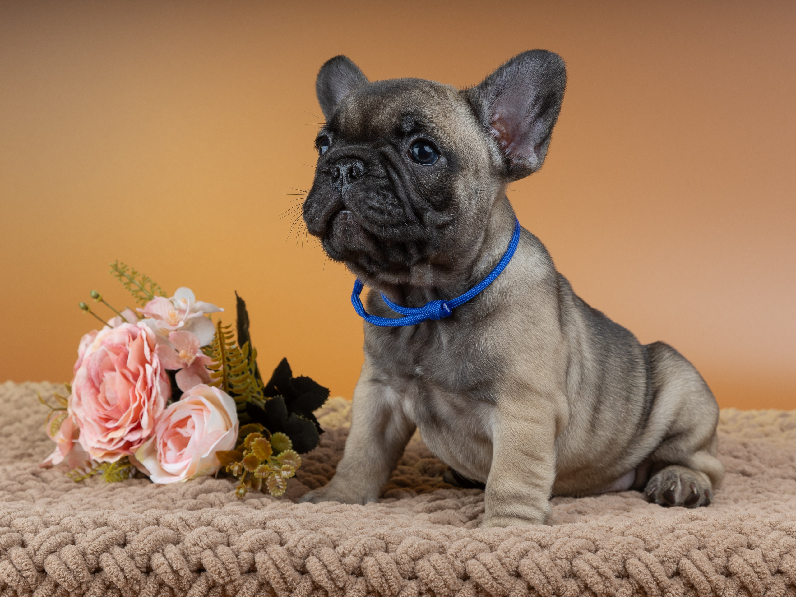 Французские бульдоги (студия). Фотограф-анималист в Москве, МО и Владимире