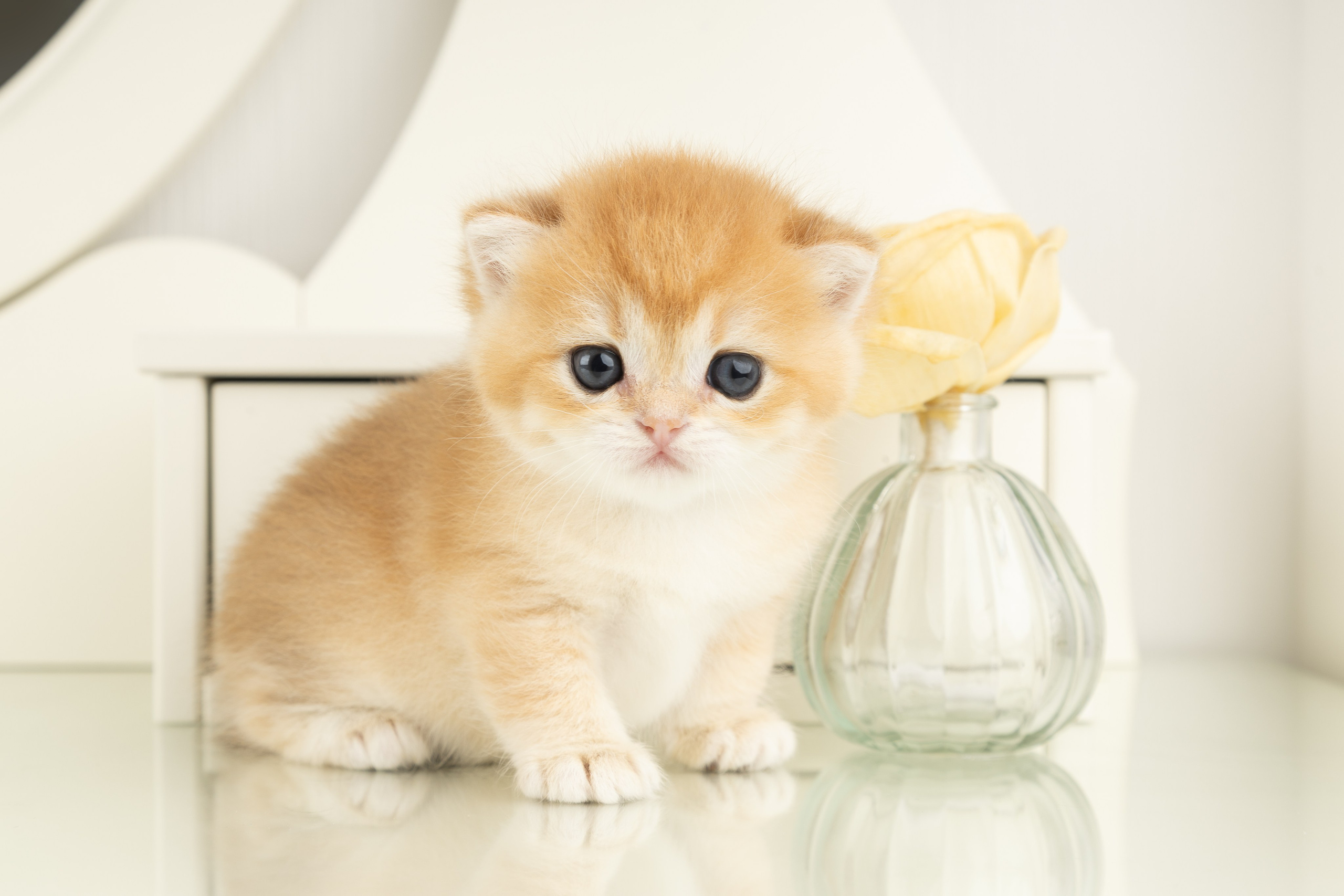 Британские котята (в интерьере). Фотограф-анималист в Москве, МО и Владимире