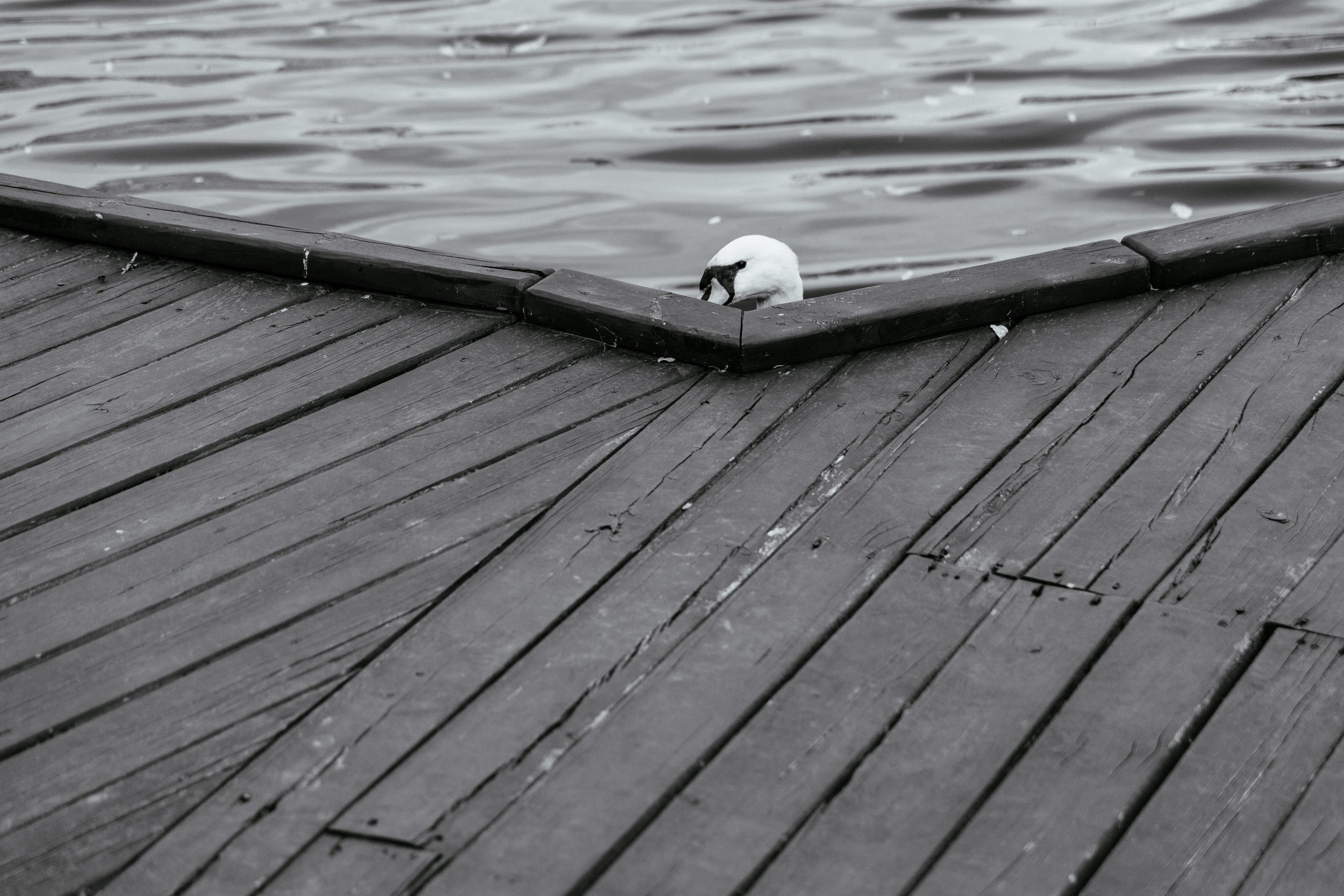 Георгий и Юлия. Свадебный организатор в Ростове-на-Дону Яснов Роман