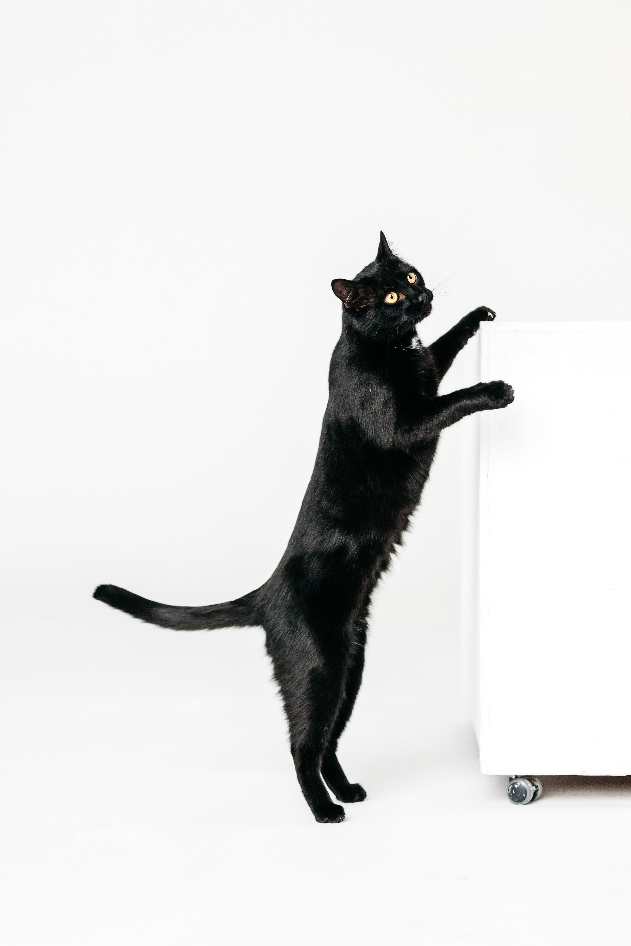 Кузя. Фотограф-анималист Елена Радченко, Москва