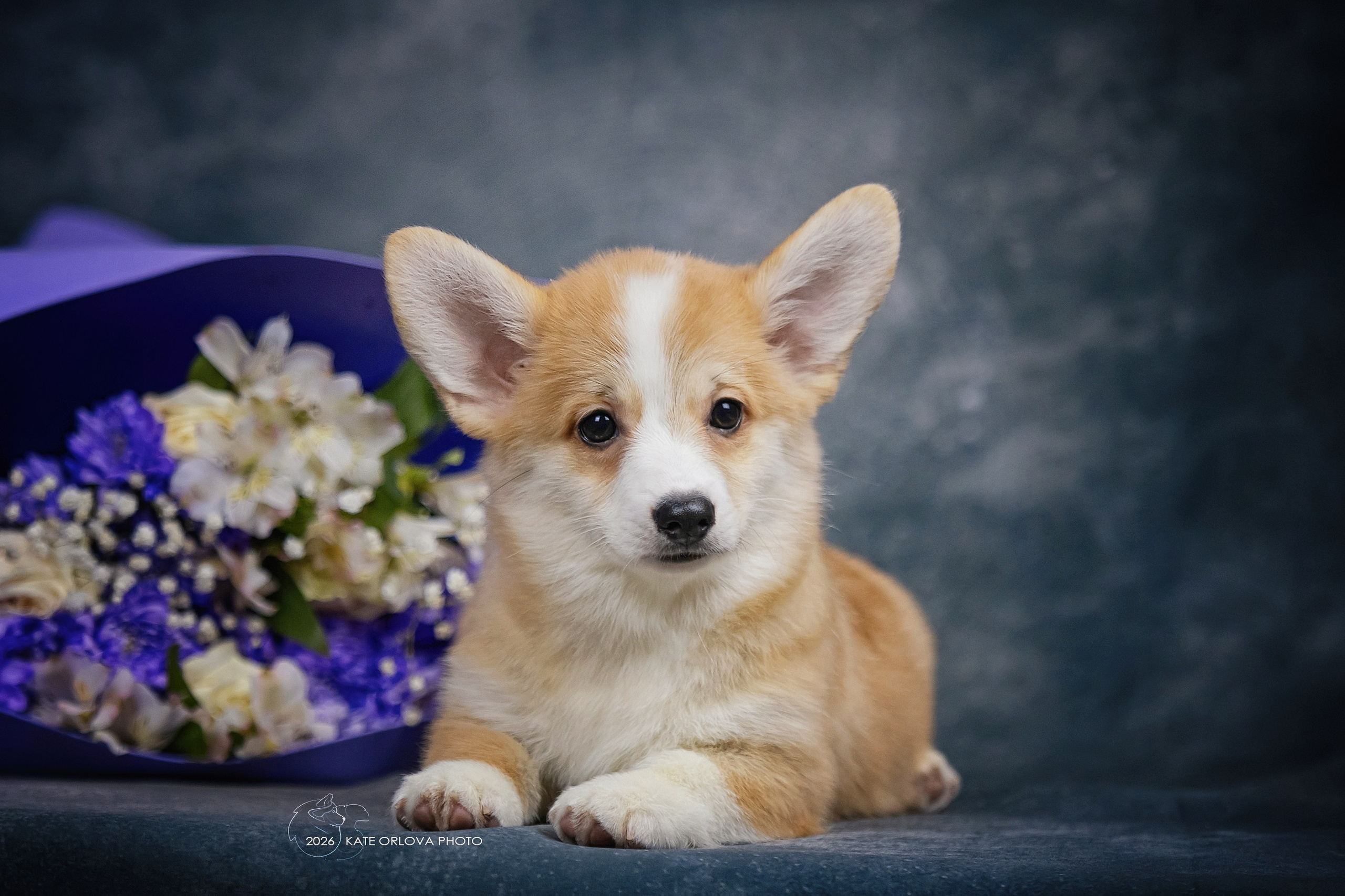 А — Кола и Цесей. Kawaii Kuma питомник собак пород Корги пемброк, Акита ину, Сиба