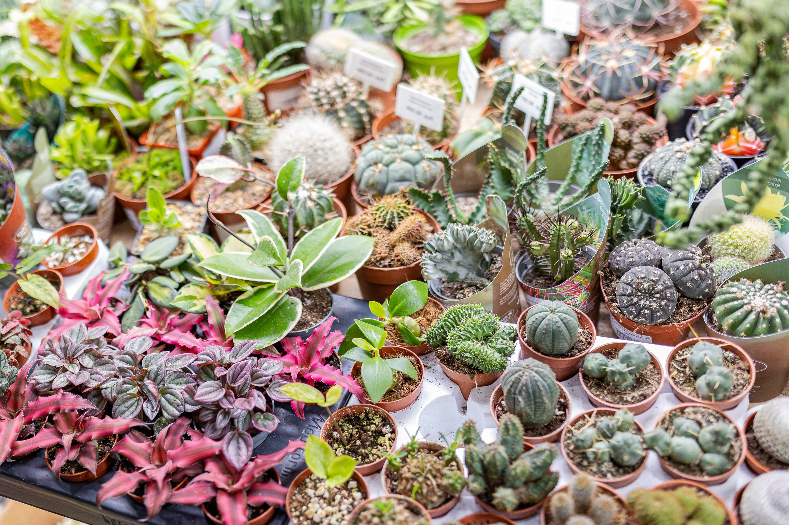 Монстериум апрель 2026. Александра Куликова фотограф, Москва