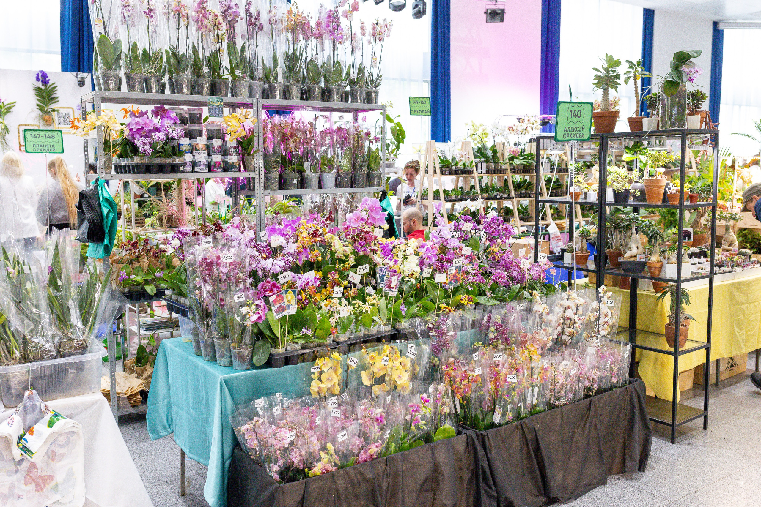 Орхидиум май 2025. Александра Куликова фотограф, Москва