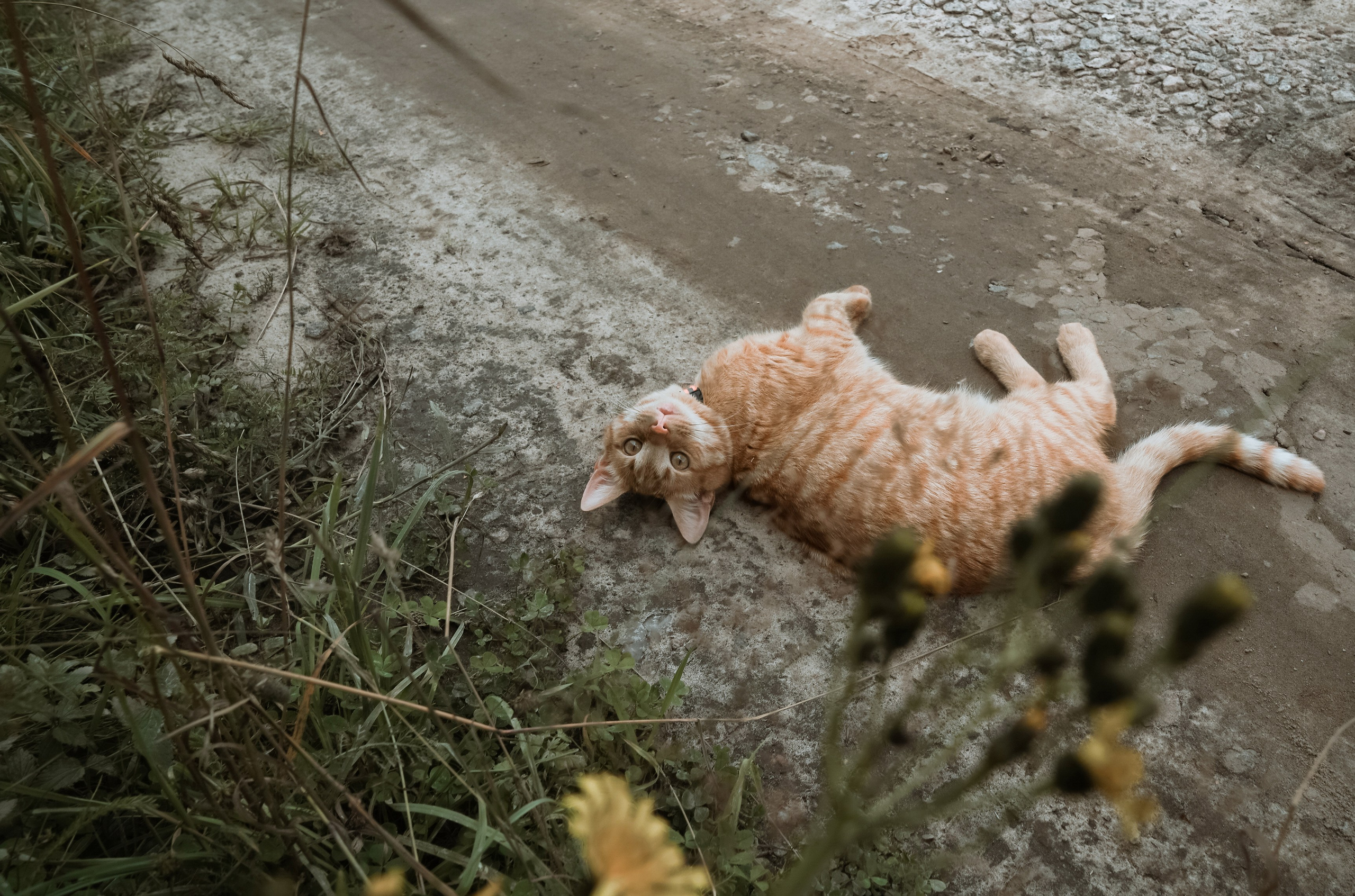 Семейная съёмка на старой Мельнице. Свадебный, семейный и контент фотограф в Санкт- Петербурге Елена Грие