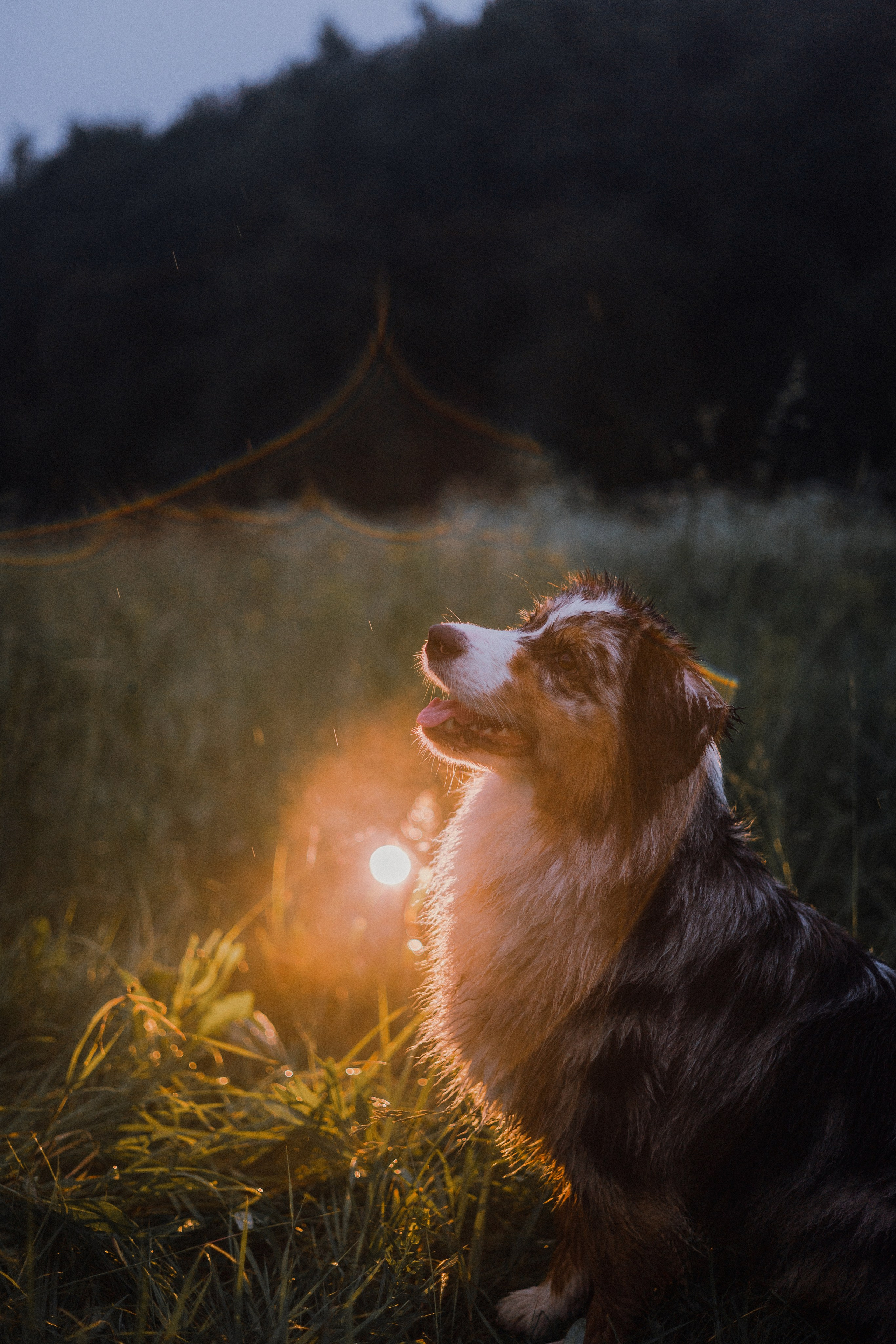 Маша и Долли. Фотограф-анималист Богданова Полина