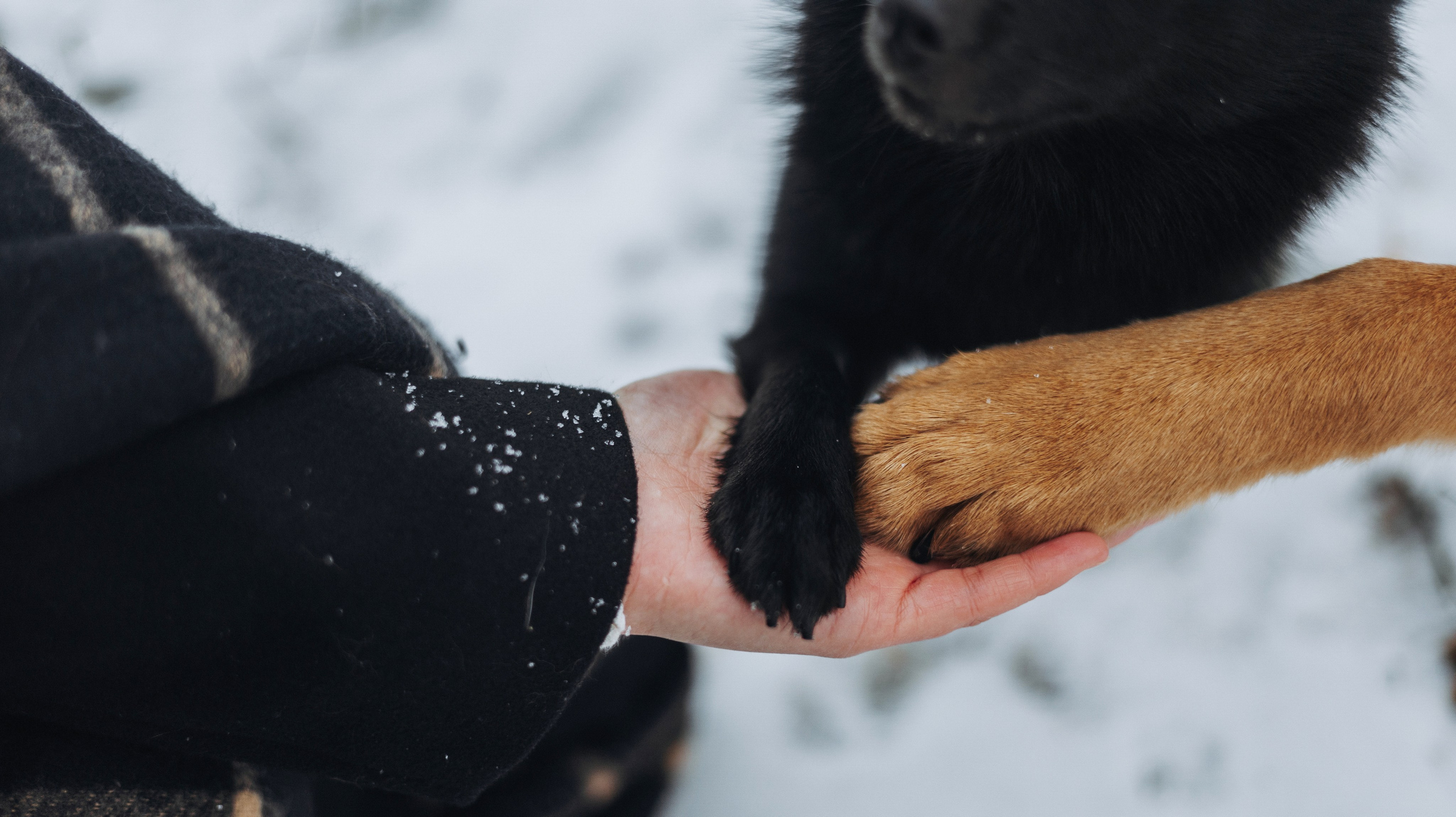 Юля, Лара и Йоми. Фотограф-анималист Богданова Полина