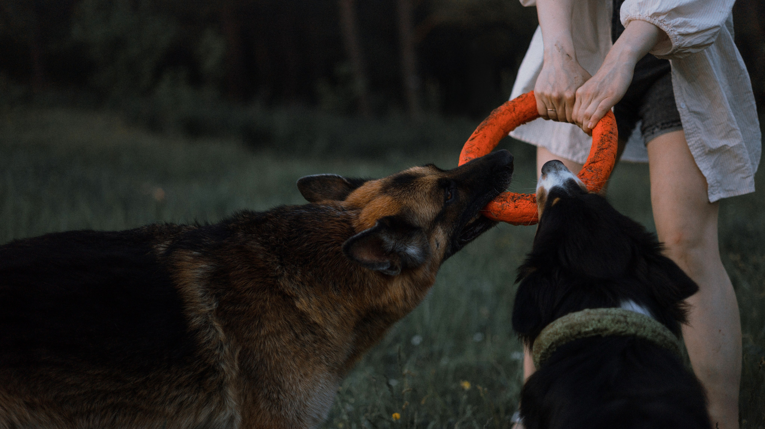 Настя, Шуня, Милка и Тигуан. Фотограф-анималист Богданова Полина