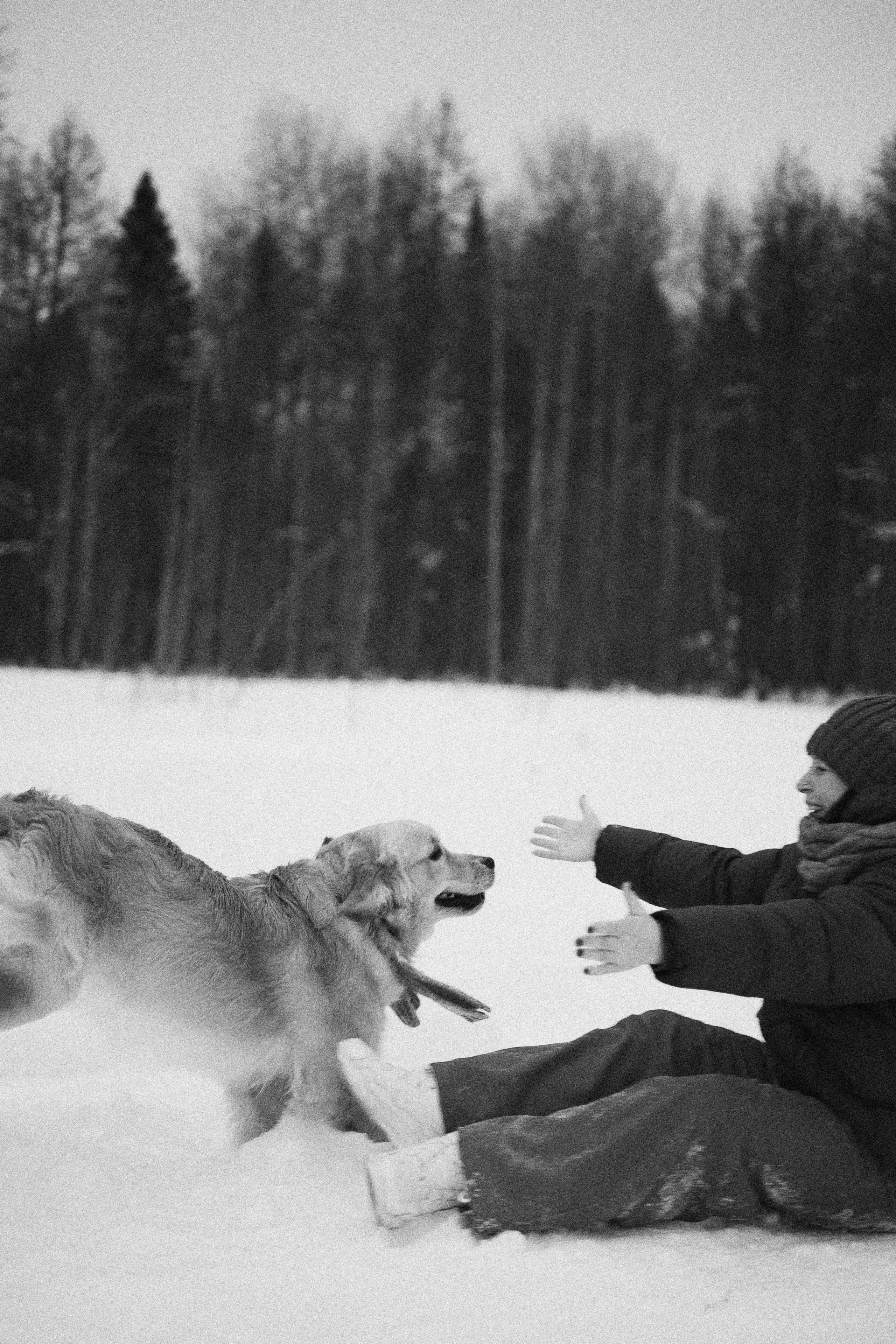 Саша, Юля, Грэй и Джой. Фотограф-анималист Богданова Полина