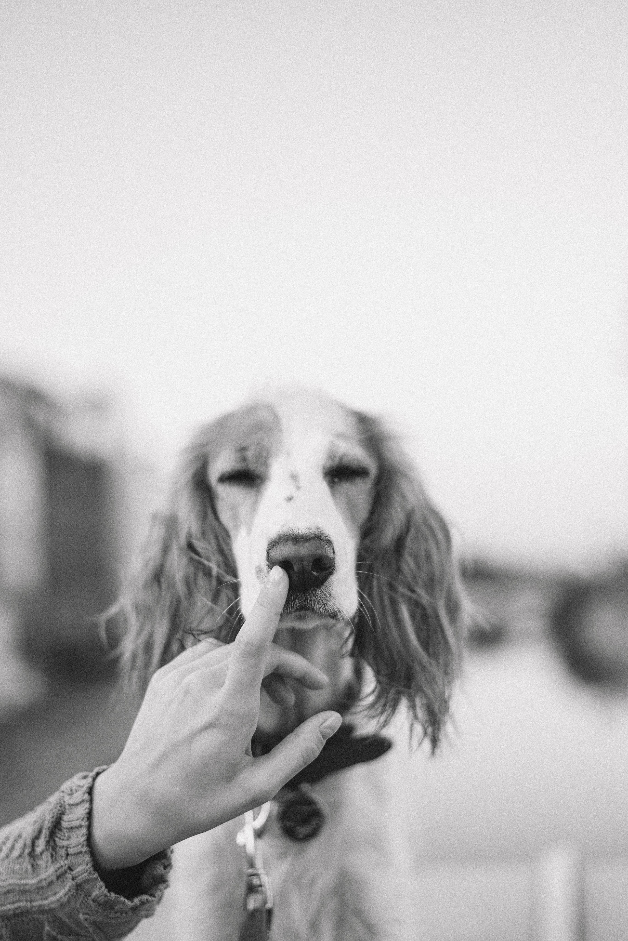 Маша и Вега. Фотограф-анималист Богданова Полина