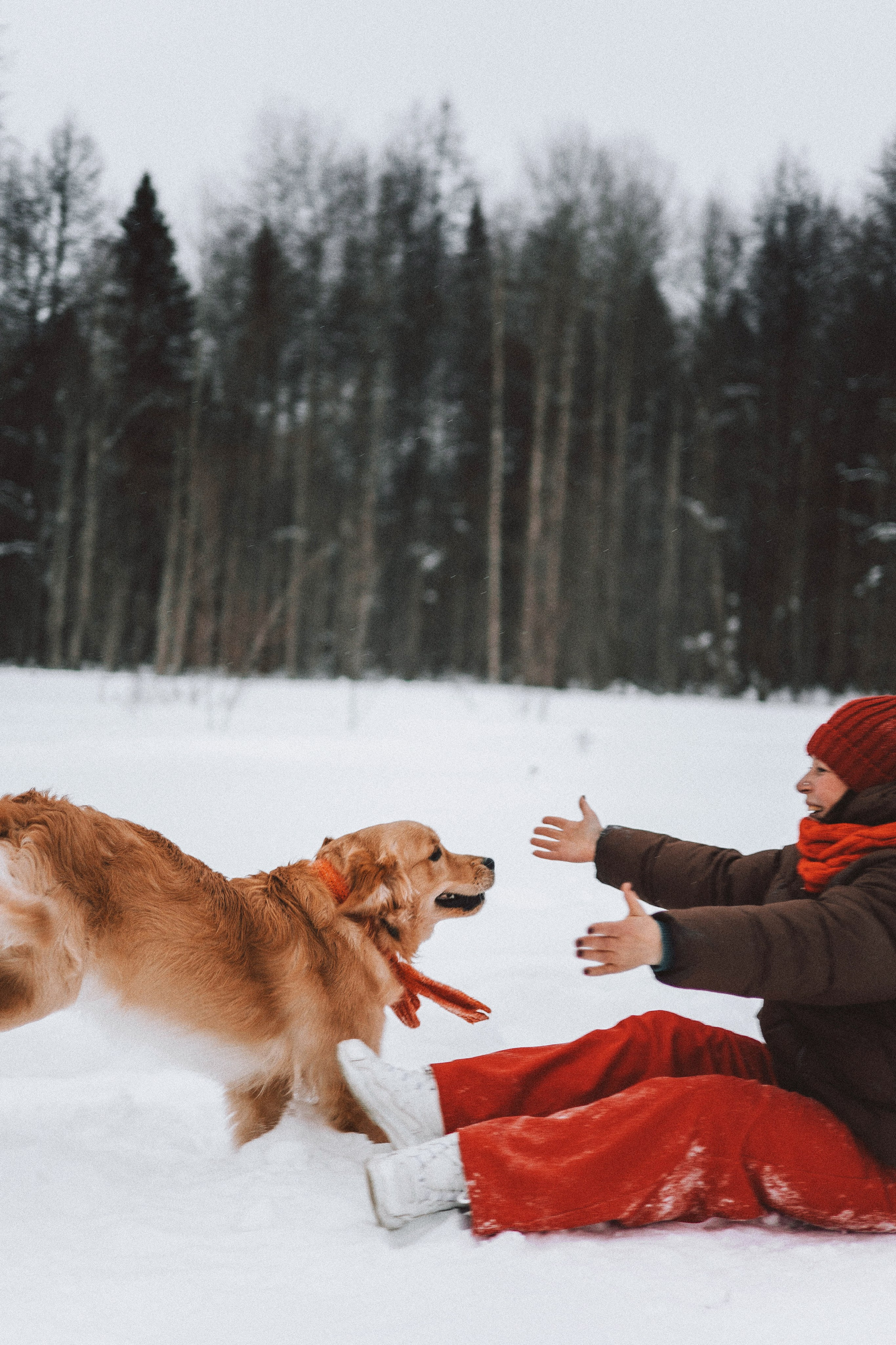 Саша, Юля, Грэй и Джой. Фотограф-анималист Богданова Полина