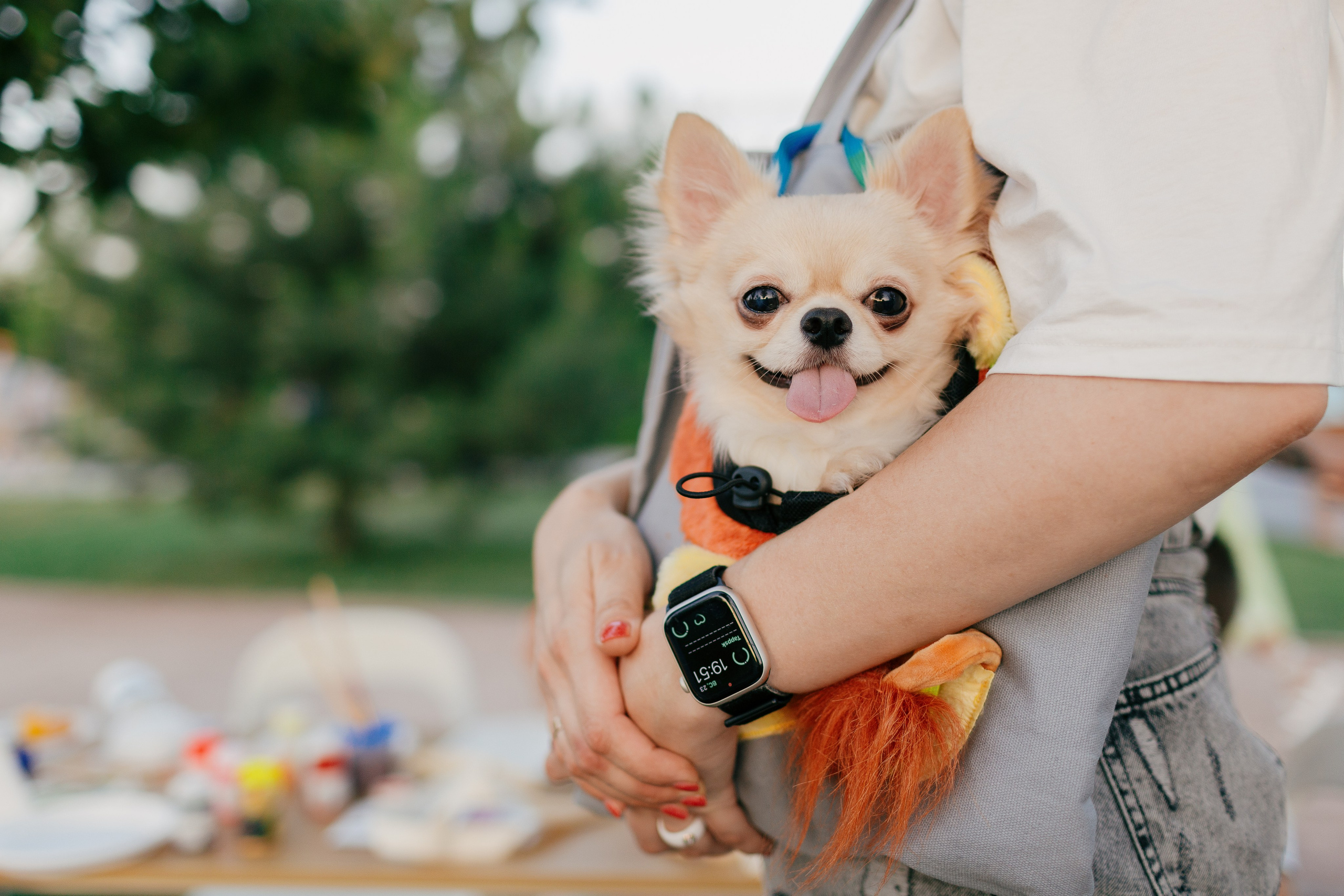 Dog Fest 2024. Главная