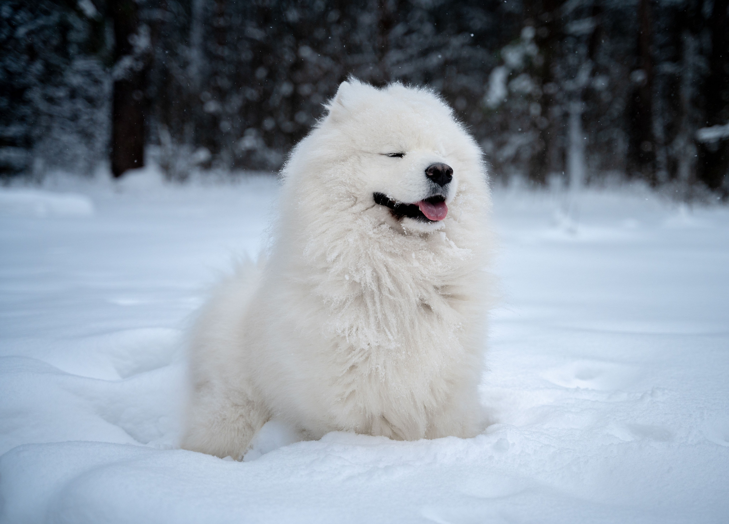 Прогулка с собакой. Зима, лес, Москва. Vadim Nevenglovskii Фотограф в разных жанрах