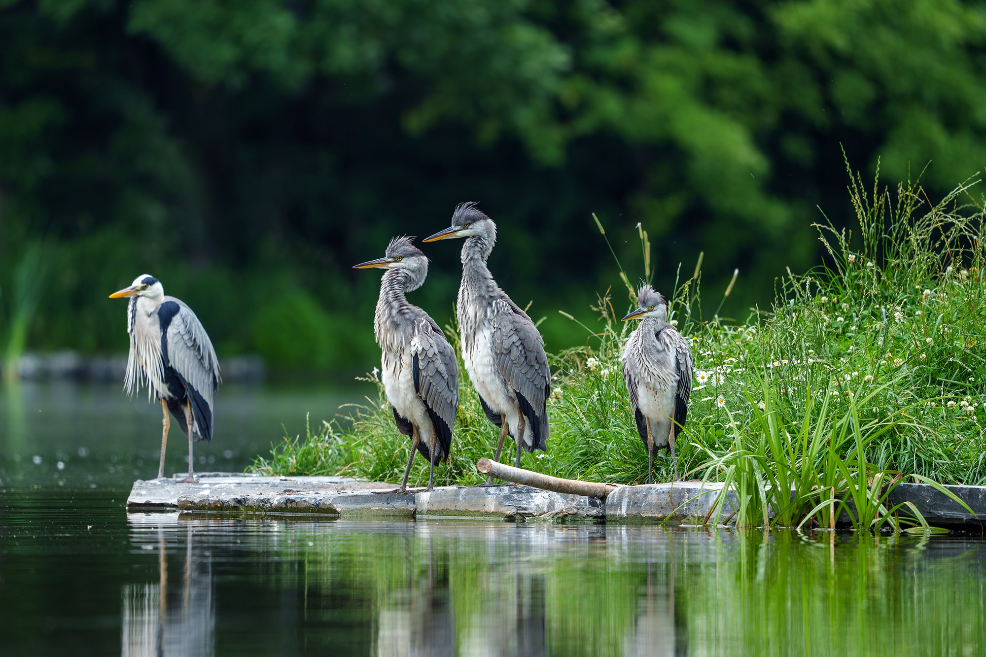 Удивительные мир птиц. Вокруг нас столько прекрасного — присмотритесь!. Ваш личный фотограф Марина Волкова