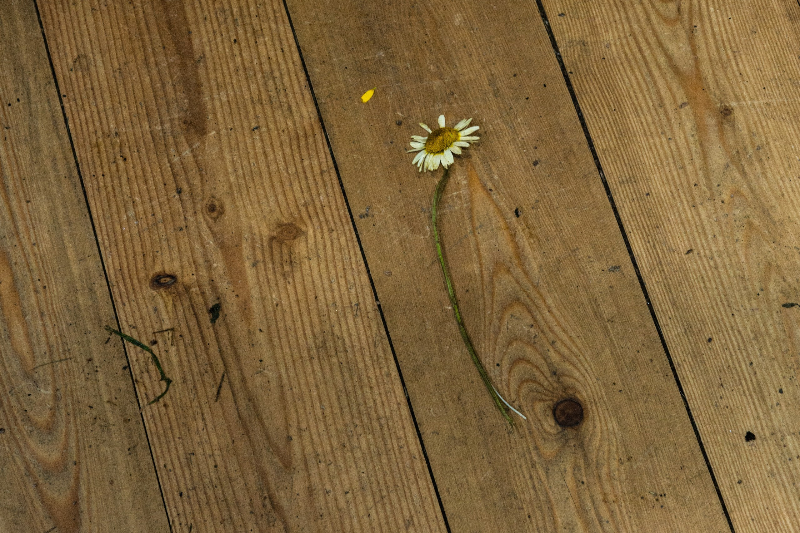 Dimitri Bakhtadze, colour photos. Dimitri Bakhtadze photographer