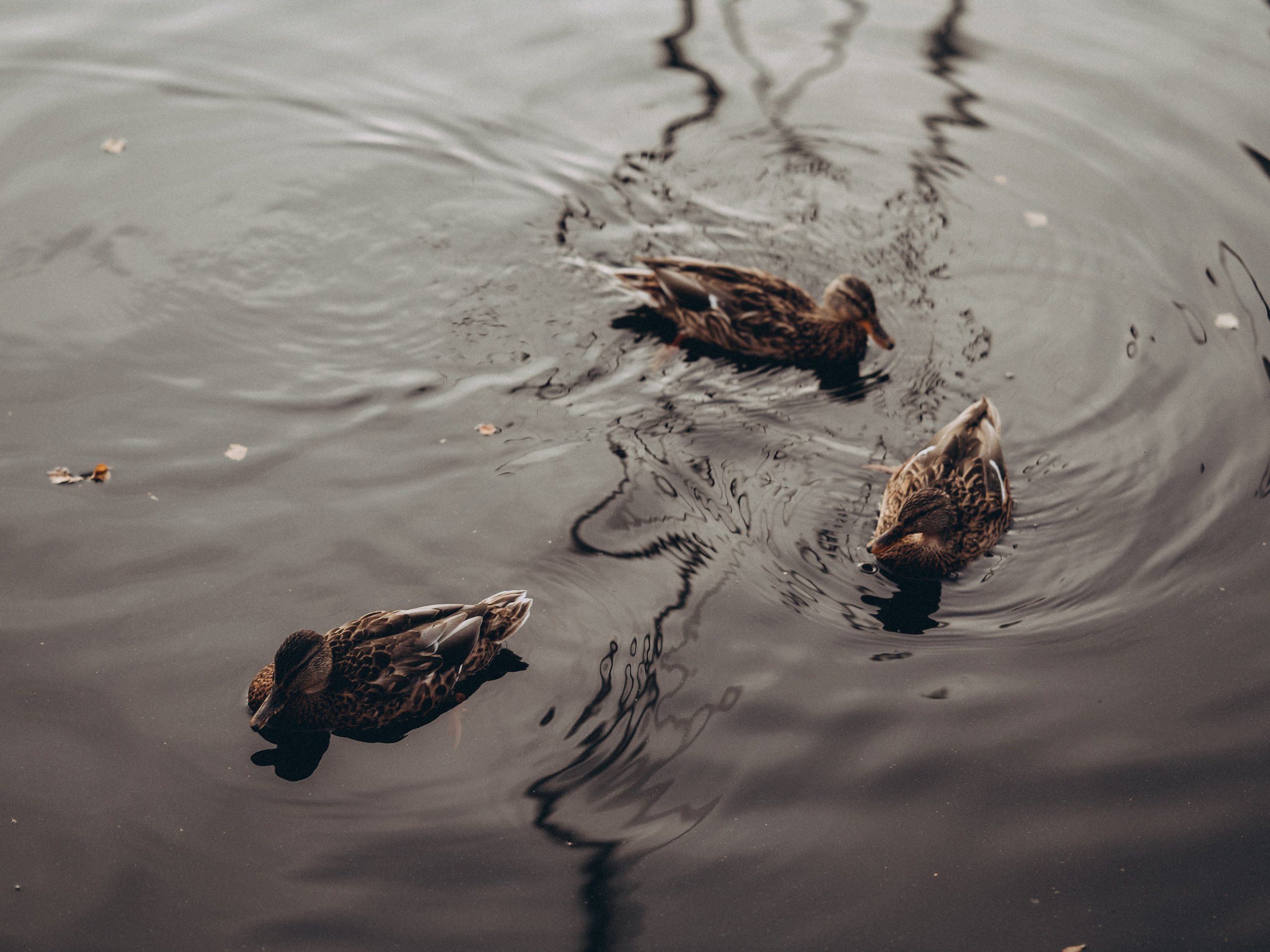Фотосессия предложения. Фотограф Любовь Подосенова Липецк|Воронеж