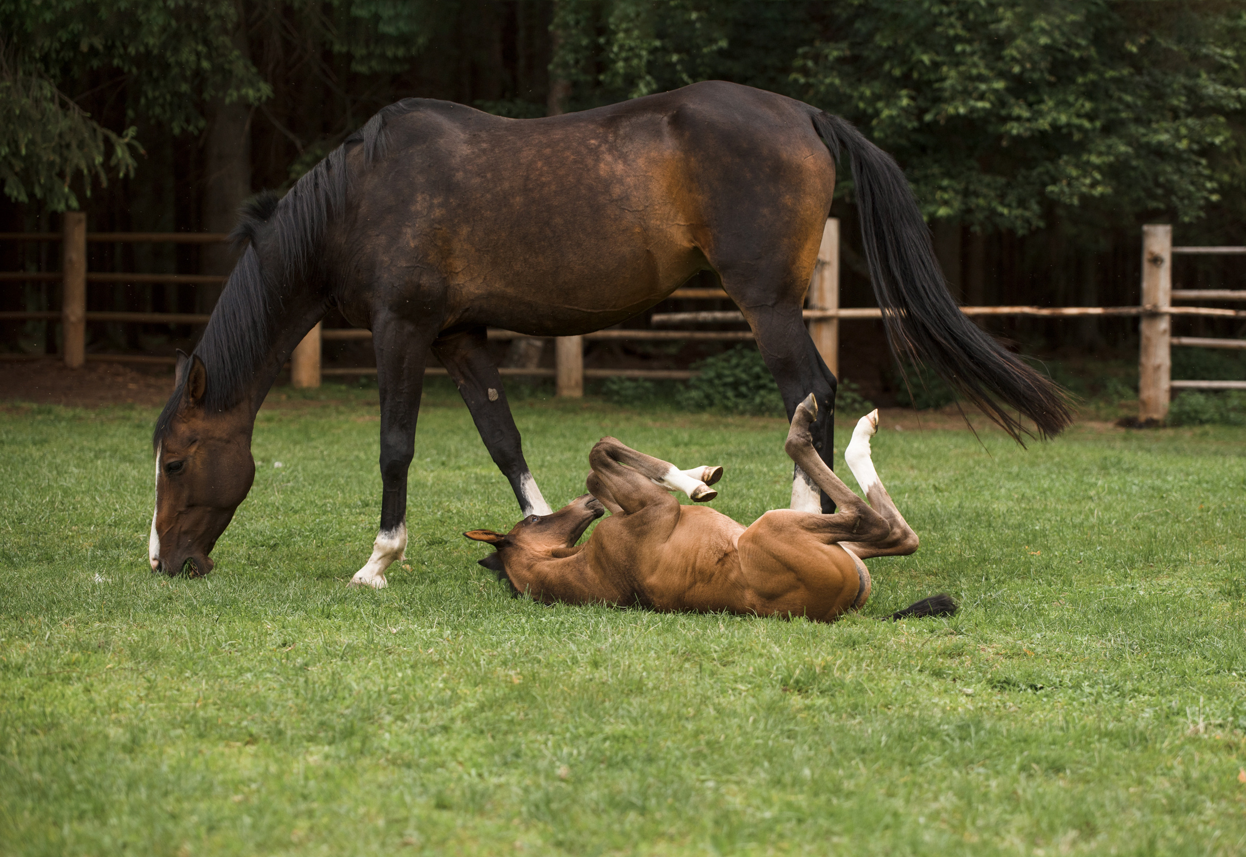 Портрет лошади, лошадь, конь, фото лошади, фотография лошади, конный фотограф, съемка лошадей, фотограф лошадей, конная фотография, конный фотограф, конный фотограф в спб, профессиональный фотограф спб, фотограф спб, ахалтекинец, рысак, спортивная лошадь, конный клуб, фотосессия с лошадьми, тракененская лошадь, тяжеловоз, лошадь, жеребцы, игры жеребцов, табун, в табуне, свободные лошади, жеребенок