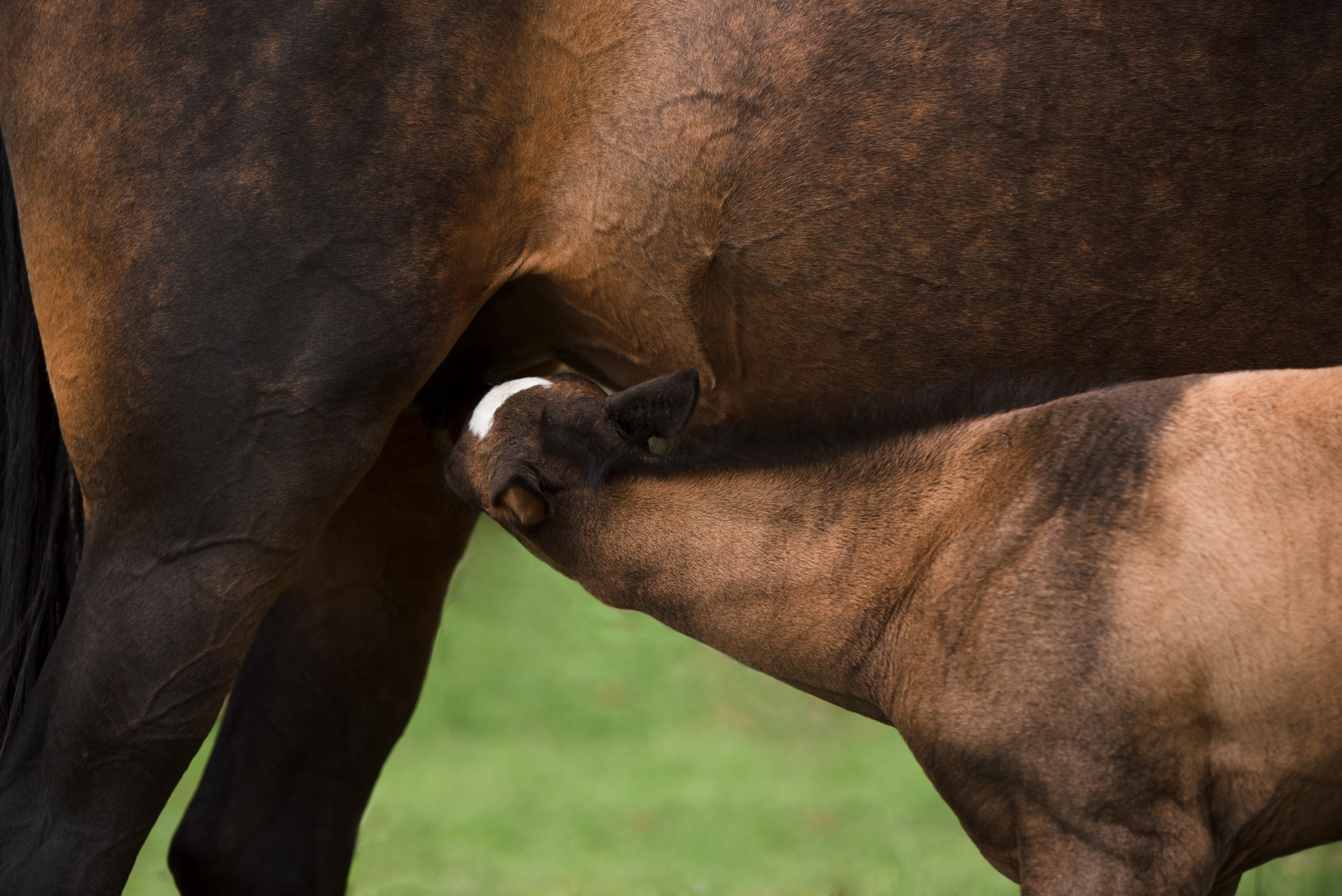 Портрет лошади, лошадь, конь, фото лошади, фотография лошади, конный фотограф, съемка лошадей, фотограф лошадей, конная фотография, конный фотограф, конный фотограф в спб, профессиональный фотограф спб, фотограф спб, ахалтекинец, рысак, спортивная лошадь, конный клуб, фотосессия с лошадьми, тракененская лошадь, тяжеловоз, лошадь, жеребцы, игры жеребцов, табун, в табуне, свободные лошади, жеребенок