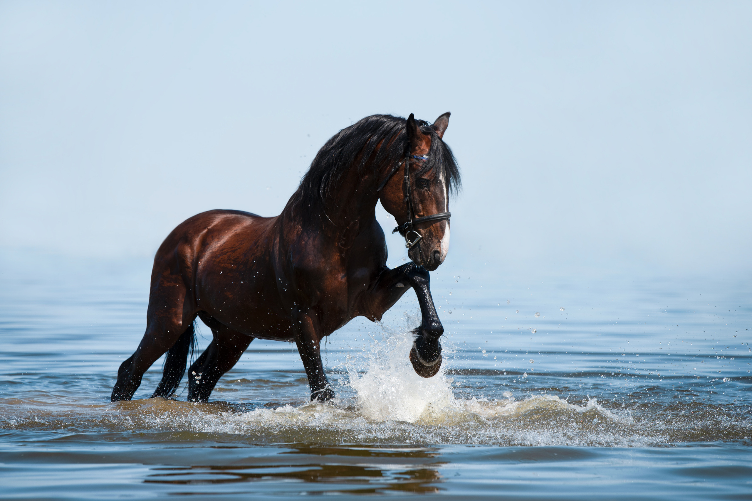 Портрет лошади, лошадь, конь, фото лошади, фотография лошади, конный фотограф, съемка лошадей, фотограф лошадей, конная фотография, конный фотограф, конный фотограф в спб, профессиональный фотограф спб, фотограф спб, ахалтекинец, рысак, спортивная лошадь, конный клуб, фотосессия с лошадьми, тракененская лошадь, тяжеловоз, лошадь, жеребцы, игры жеребцов, табун, в табуне, свободные лошади, орловец, орловский рысак, орловская рысистая порода, рысак