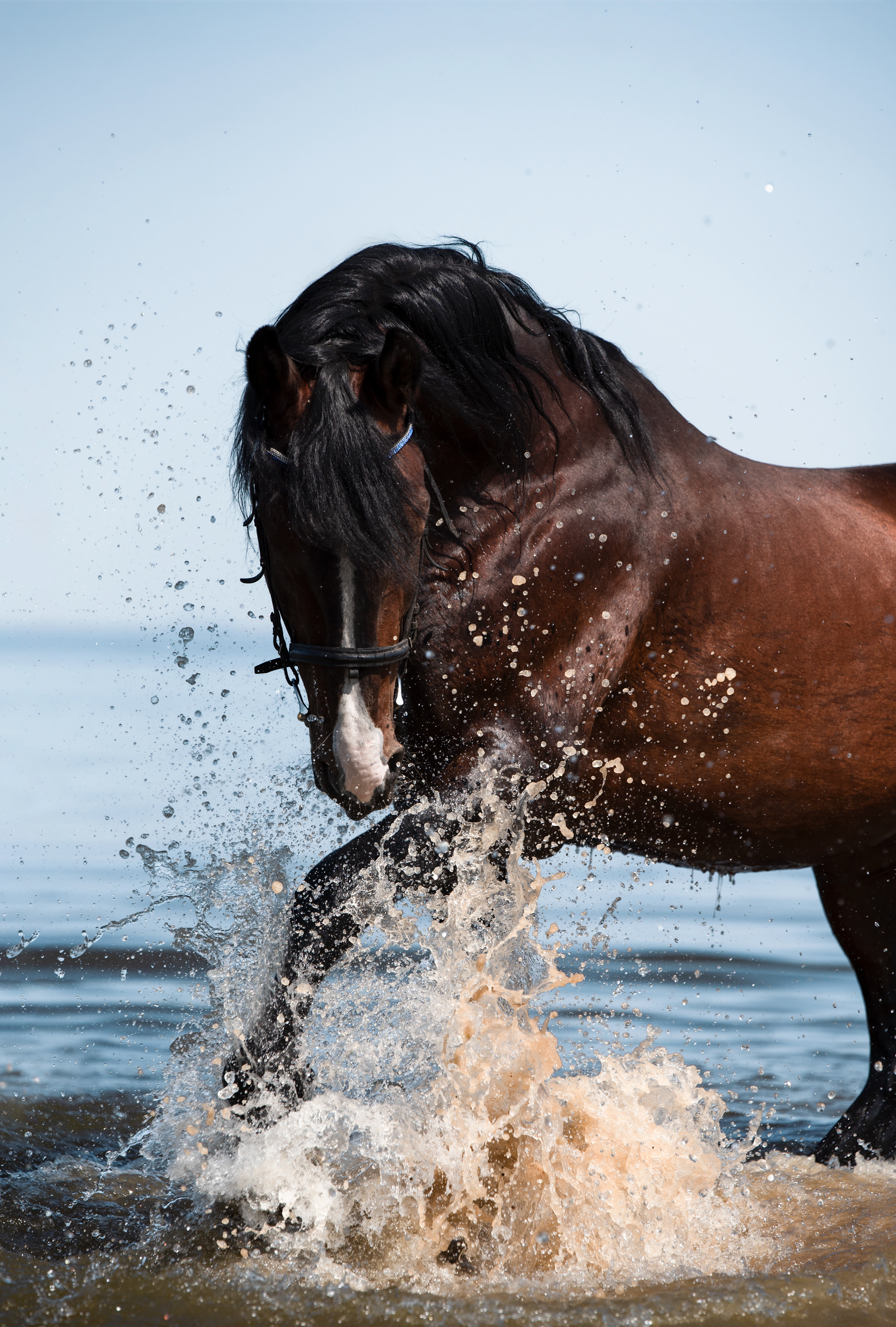 Портрет лошади, лошадь, конь, фото лошади, фотография лошади, конный фотограф, съемка лошадей, фотограф лошадей, конная фотография, конный фотограф, конный фотограф в спб, профессиональный фотограф спб, фотограф спб, ахалтекинец, рысак, спортивная лошадь, конный клуб, фотосессия с лошадьми, тракененская лошадь, тяжеловоз, лошадь, жеребцы, игры жеребцов, табун, в табуне, свободные лошади, орловец, орловский рысак, орловская рысистая порода, рысак