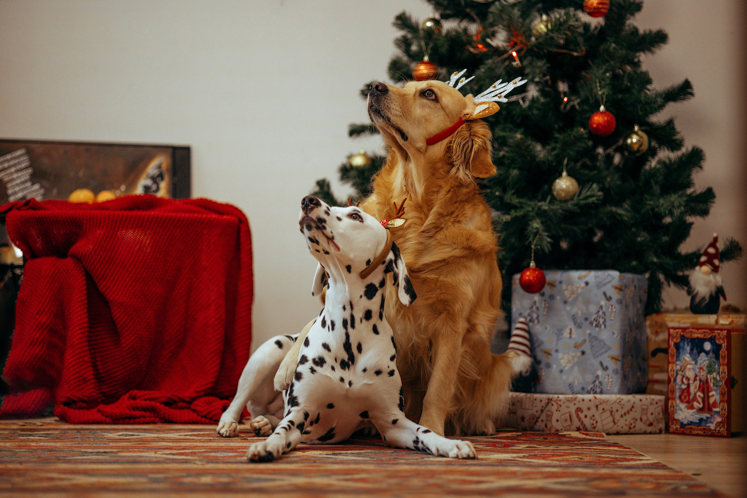 Новогодняя съемка с собакой. Анастасия Белаш