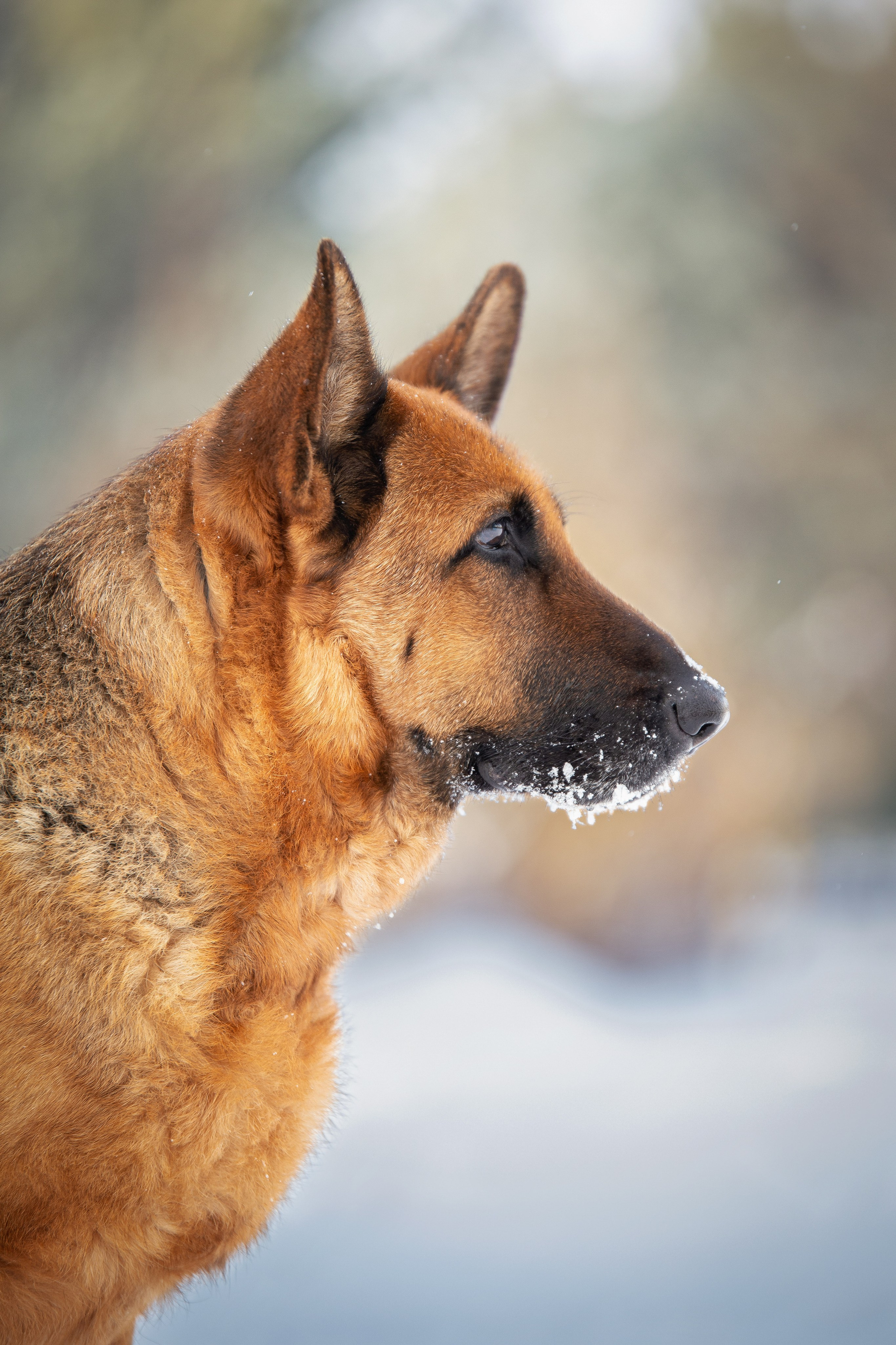 Барса. Юлия Микульская. Рыбинск