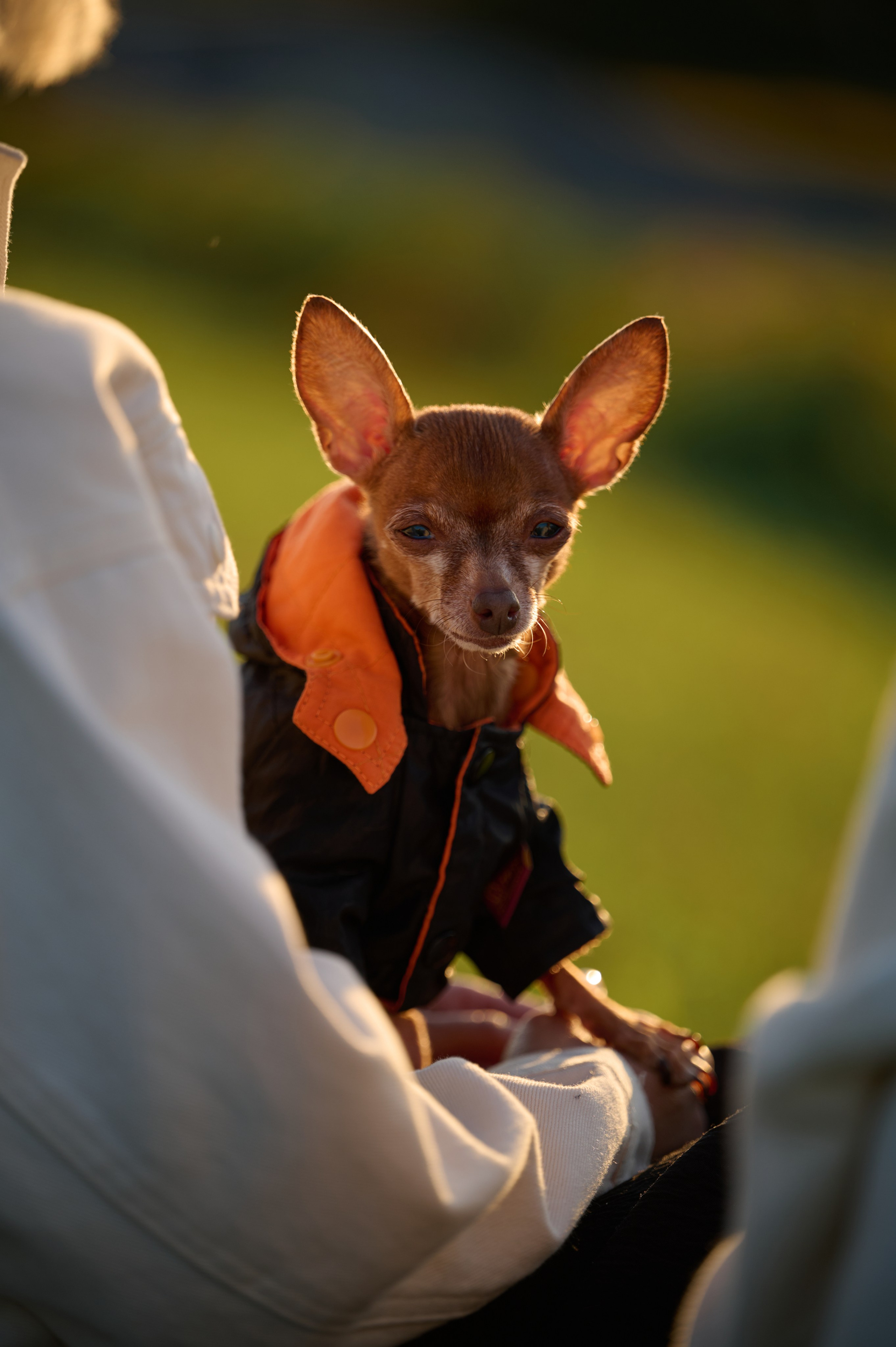 Ренита и Егор с Фокси и Пени. Фотограф анималист в Казани Алина Сулейманова. Фотограф животных