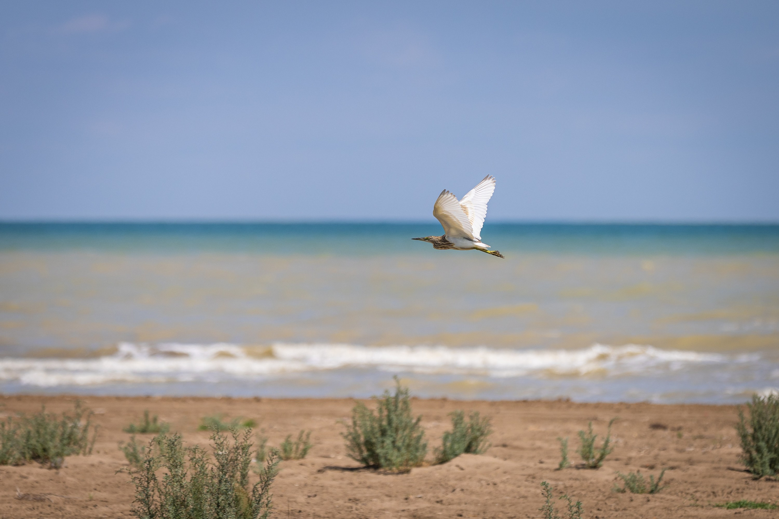 Птицы. Фотограф Владимир Охрименко