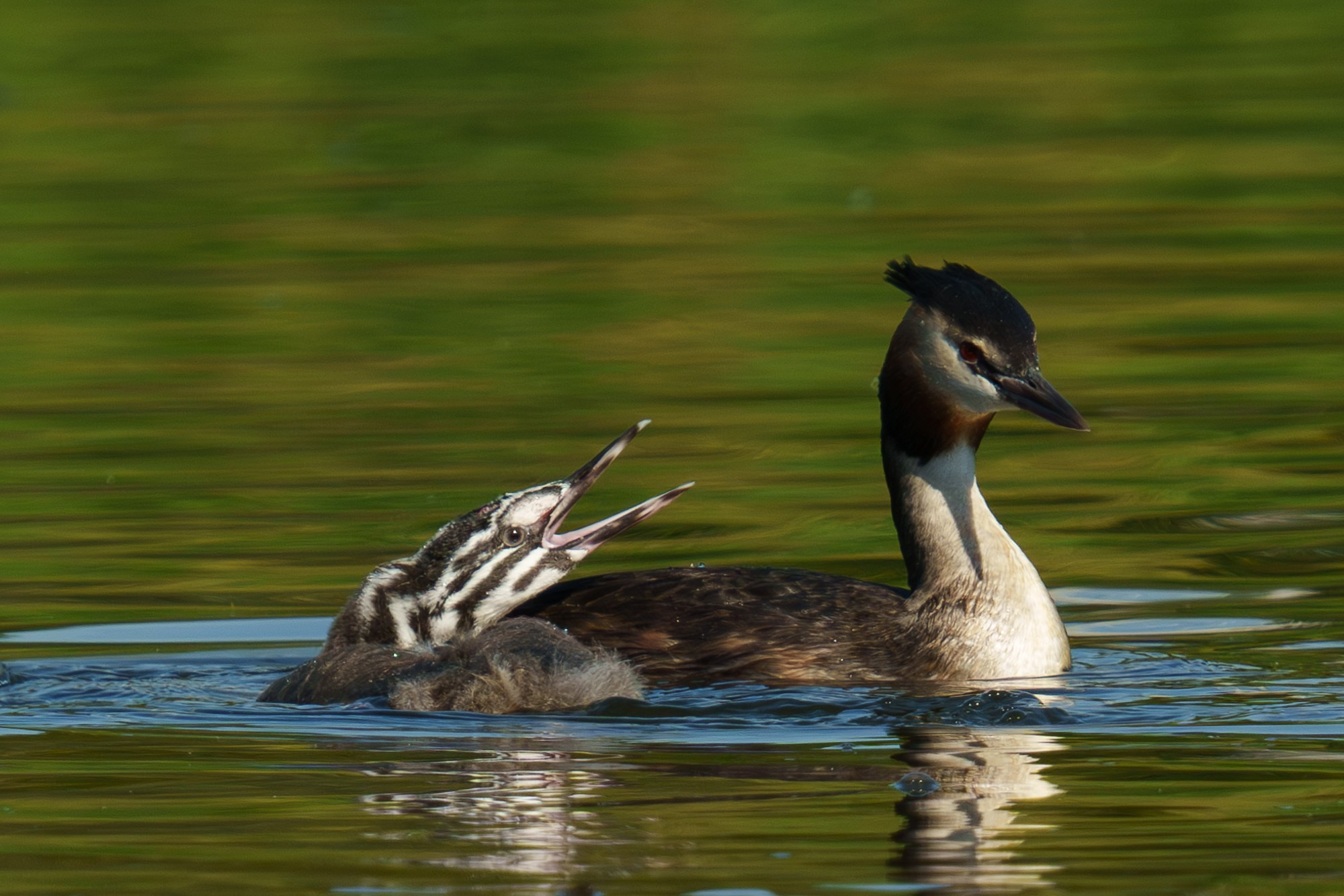 Удивительные мир птиц. Вокруг нас столько прекрасного — присмотритесь!. Ваш личный фотограф Марина Волкова