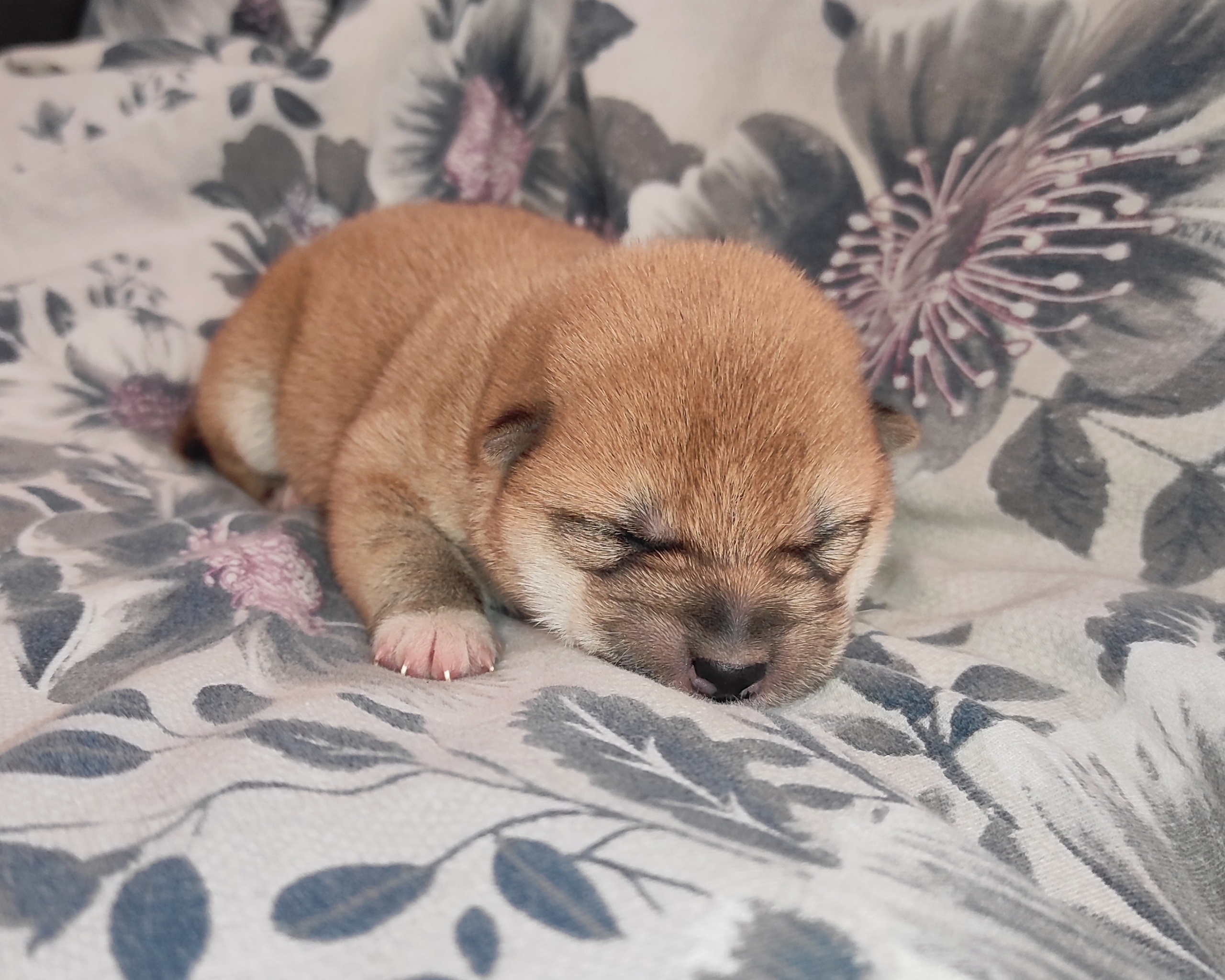 сиба питомник Рубилайт щенки на продажу rubylight  сиба щенки купить СПб Санкт-Петербург 