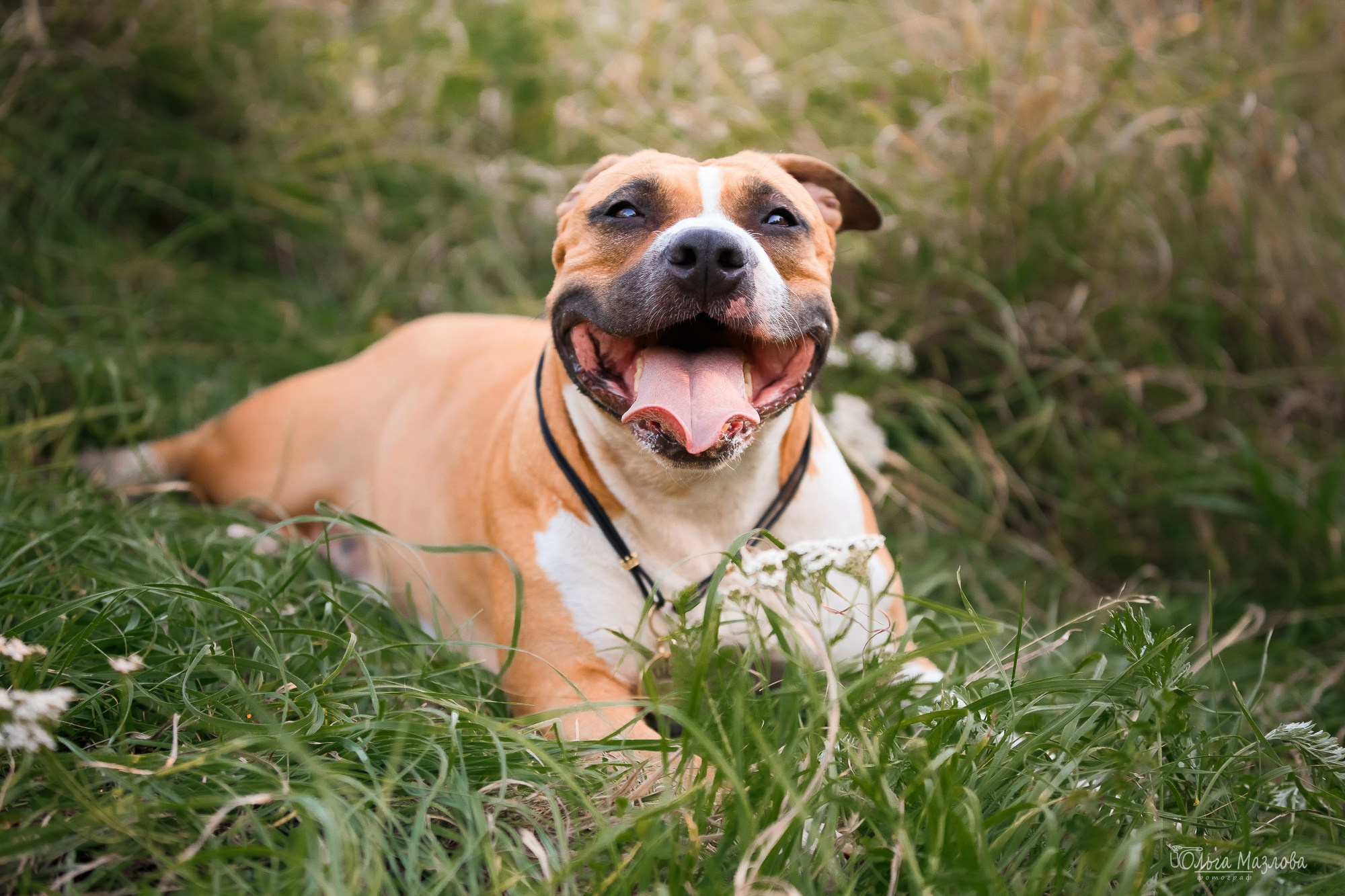 анималист Саратов