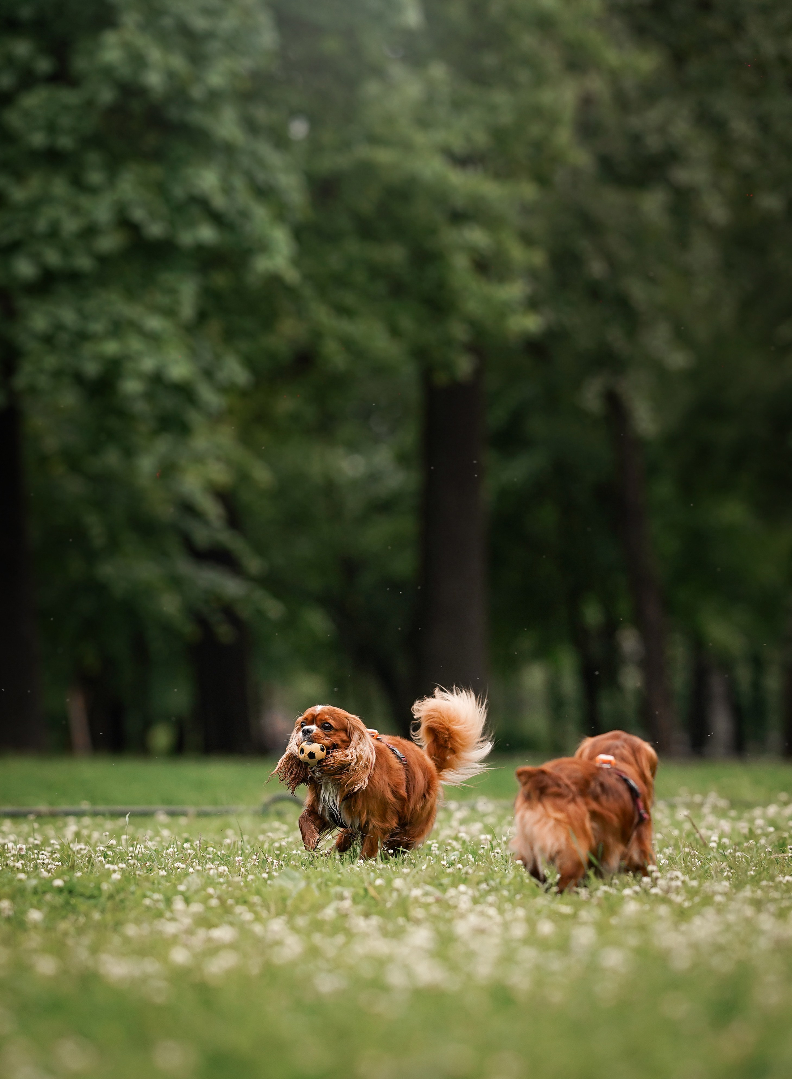Юля Володя Гарри и Верон. Фотограф-анималист в Санкт-Петербурге Яна Мартынова