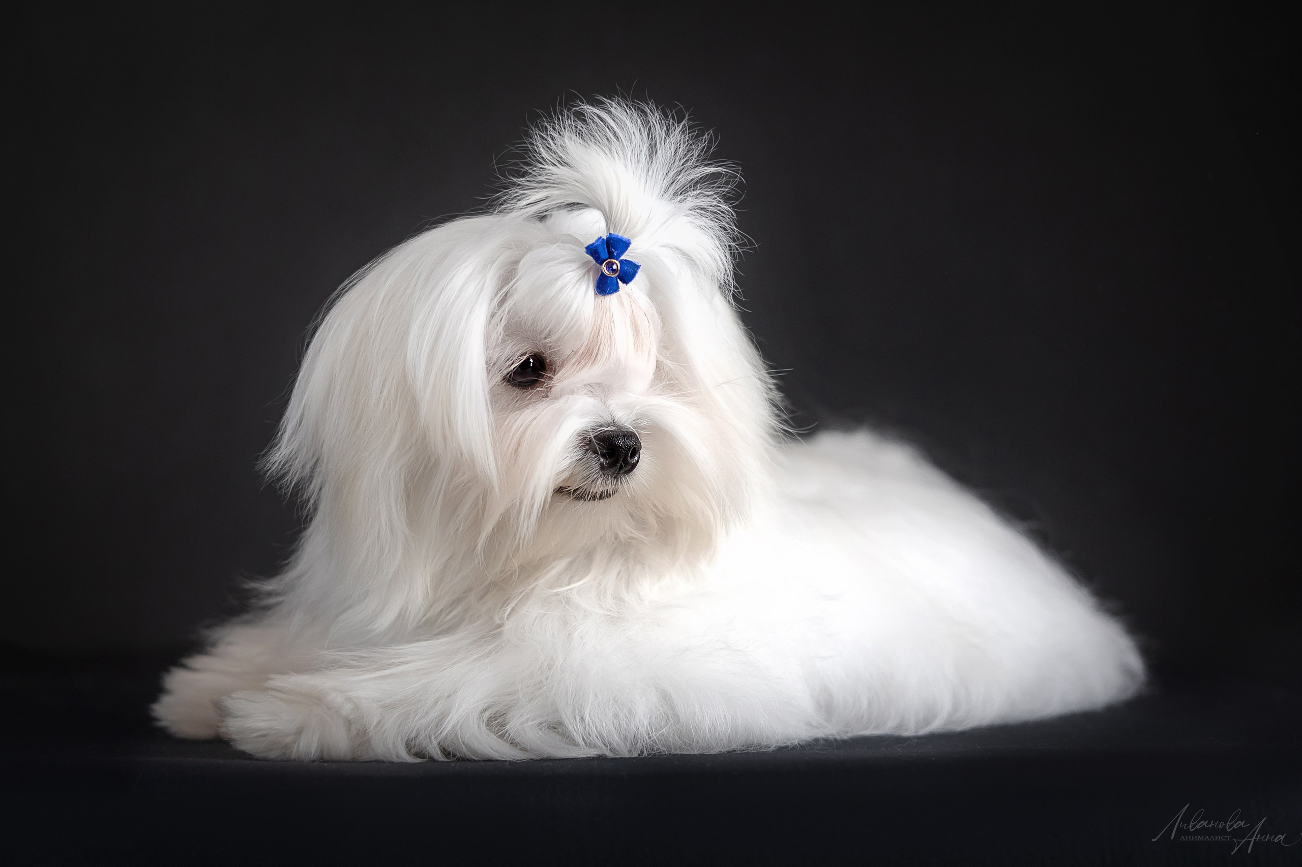 Мальтезе. Фотограф анималист Аня Ливанова | Рыбинск