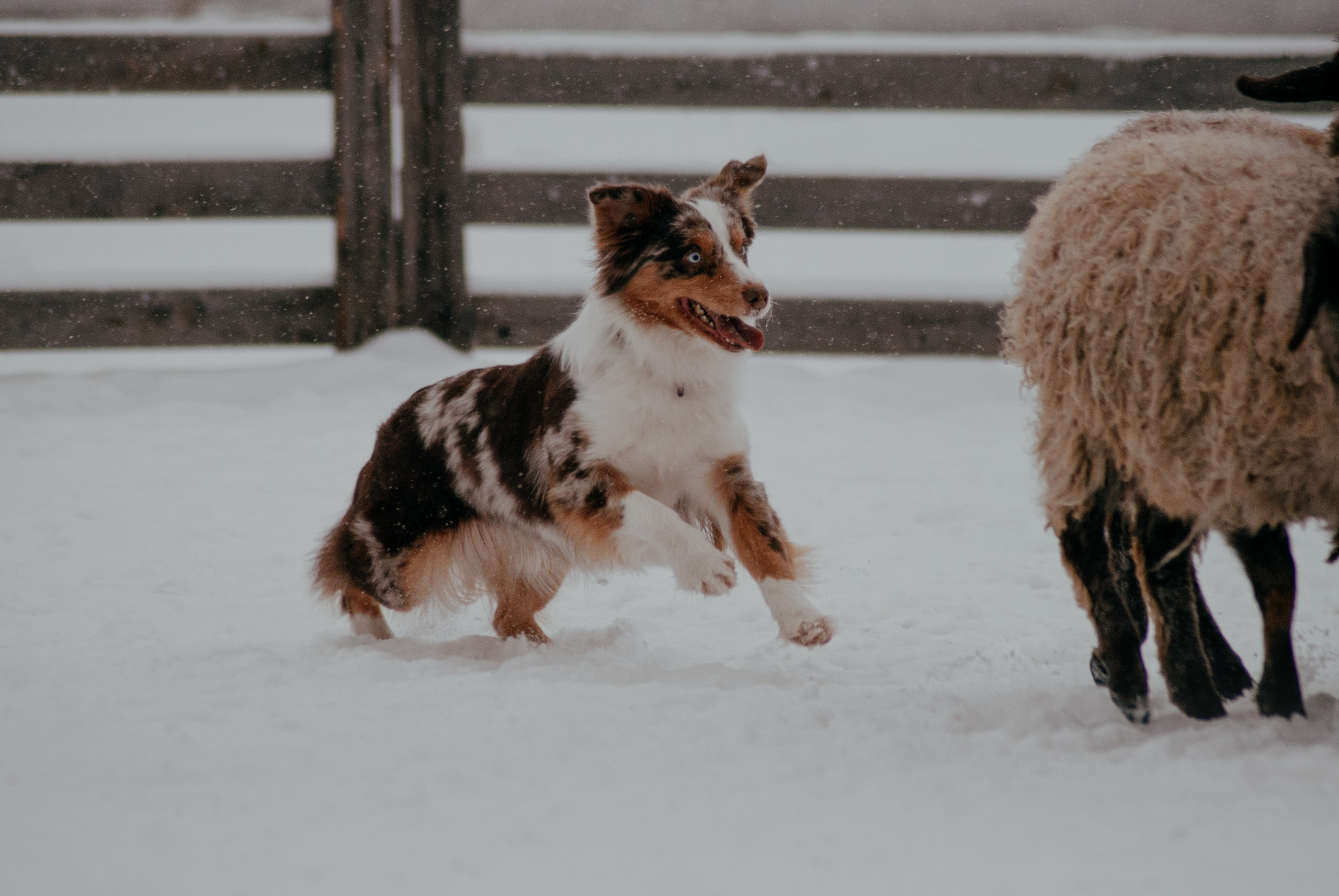Пастьба. Фотограф в Тюмени Лизавета Сапицкая