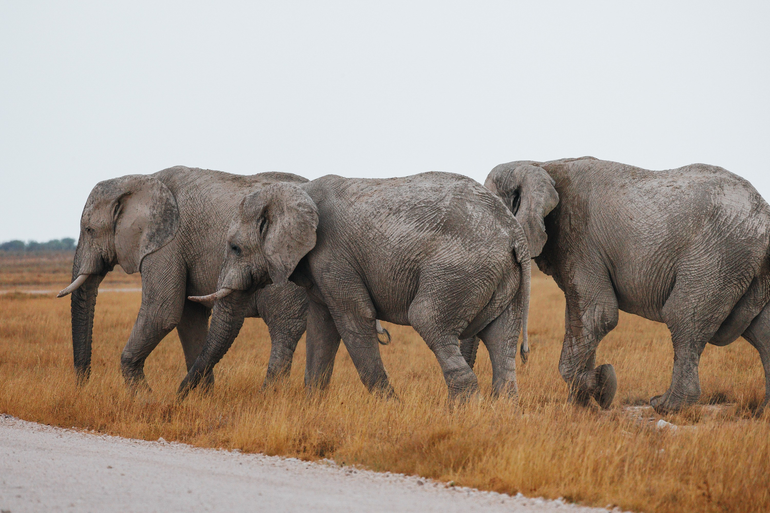 НАМИБИЯ. Роадтрип