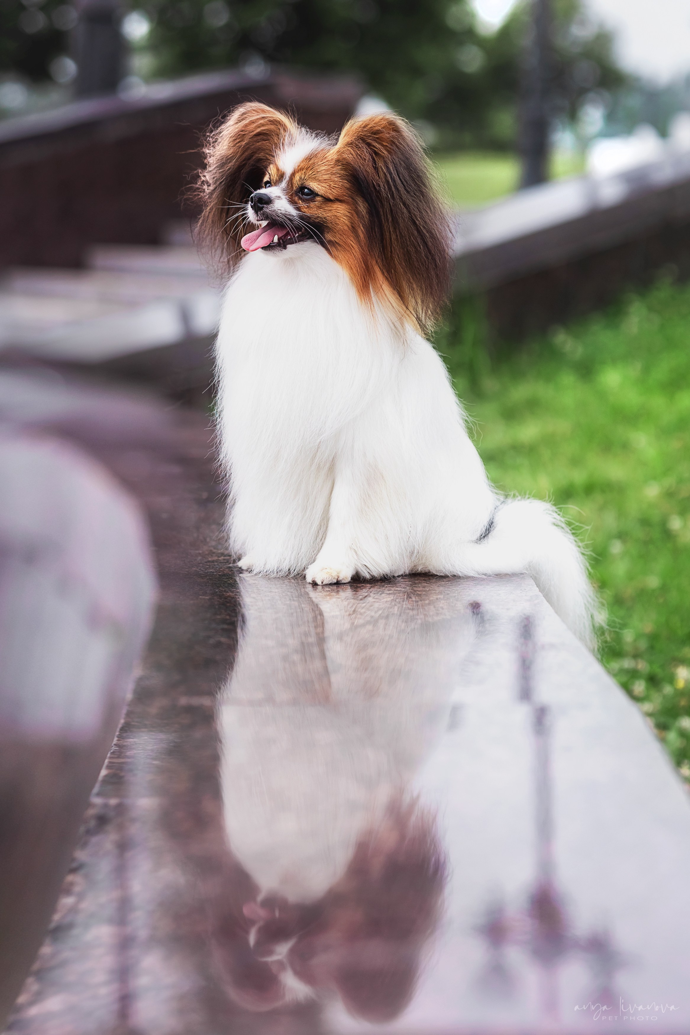 Елена и папийоны. Фотограф анималист Аня Ливанова | Рыбинск