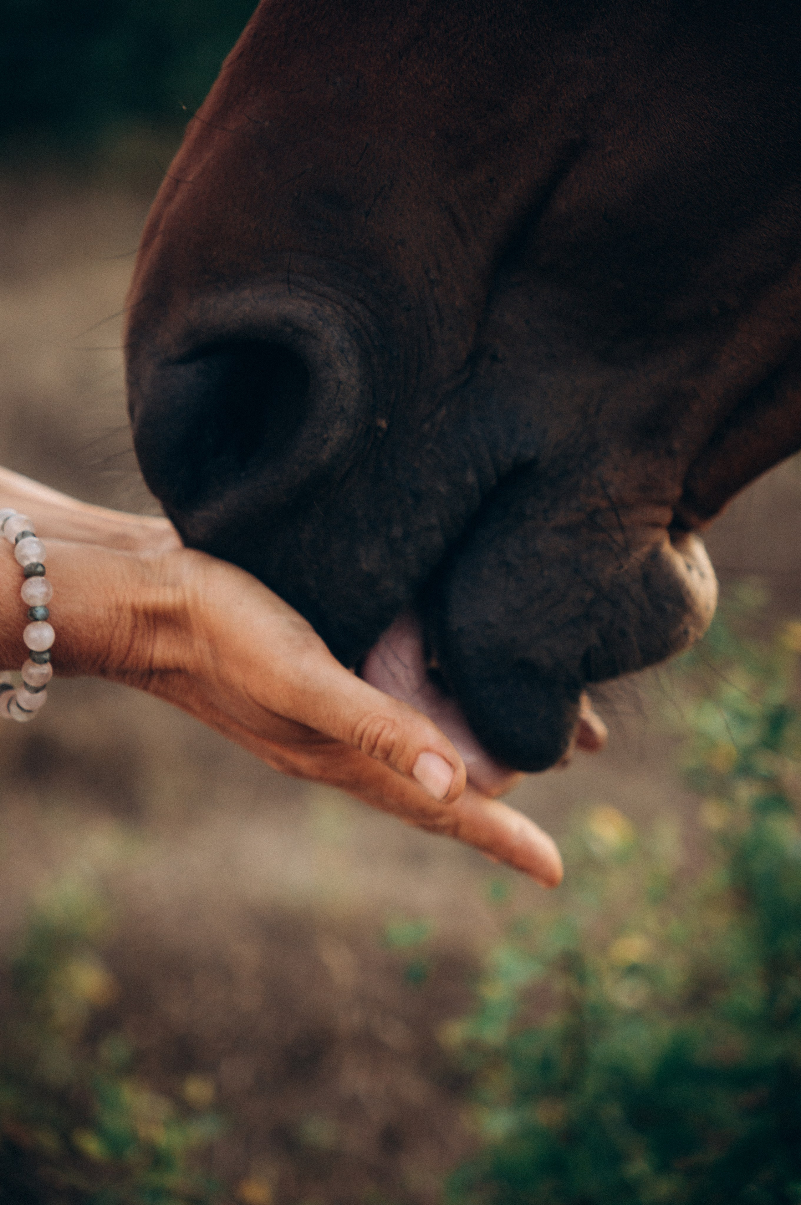 Проект свободных лошадей. Обо мне