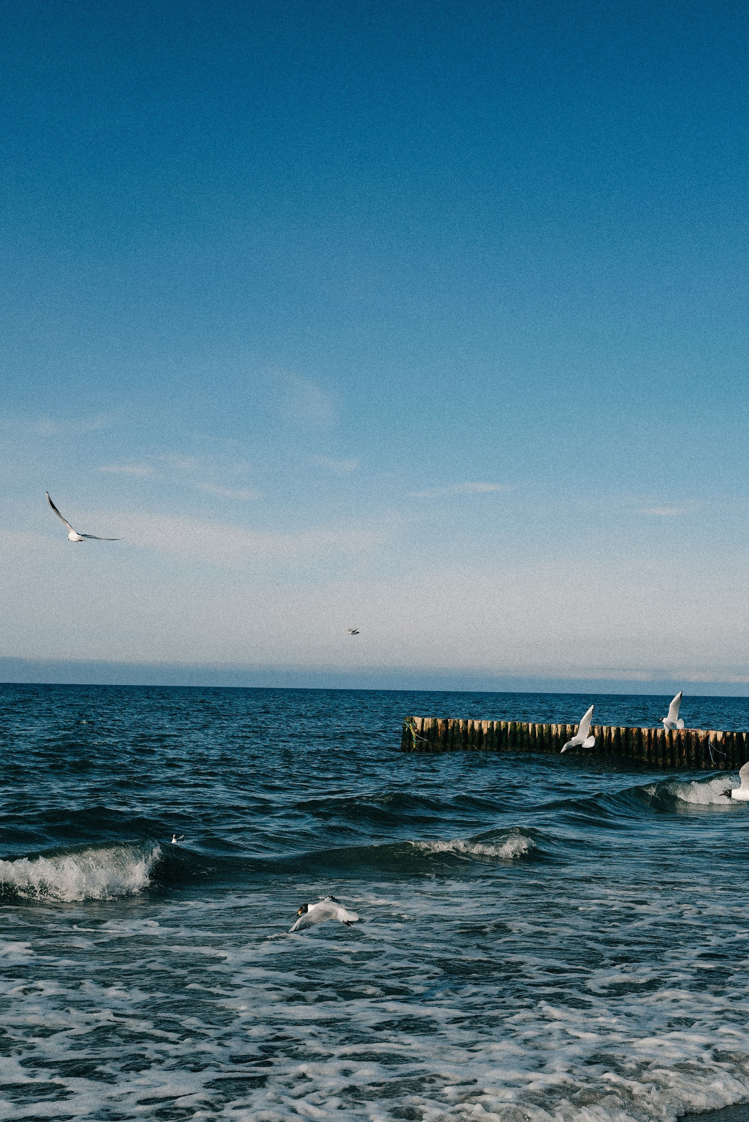 Zelenogradsk. Фотограф София Комкина