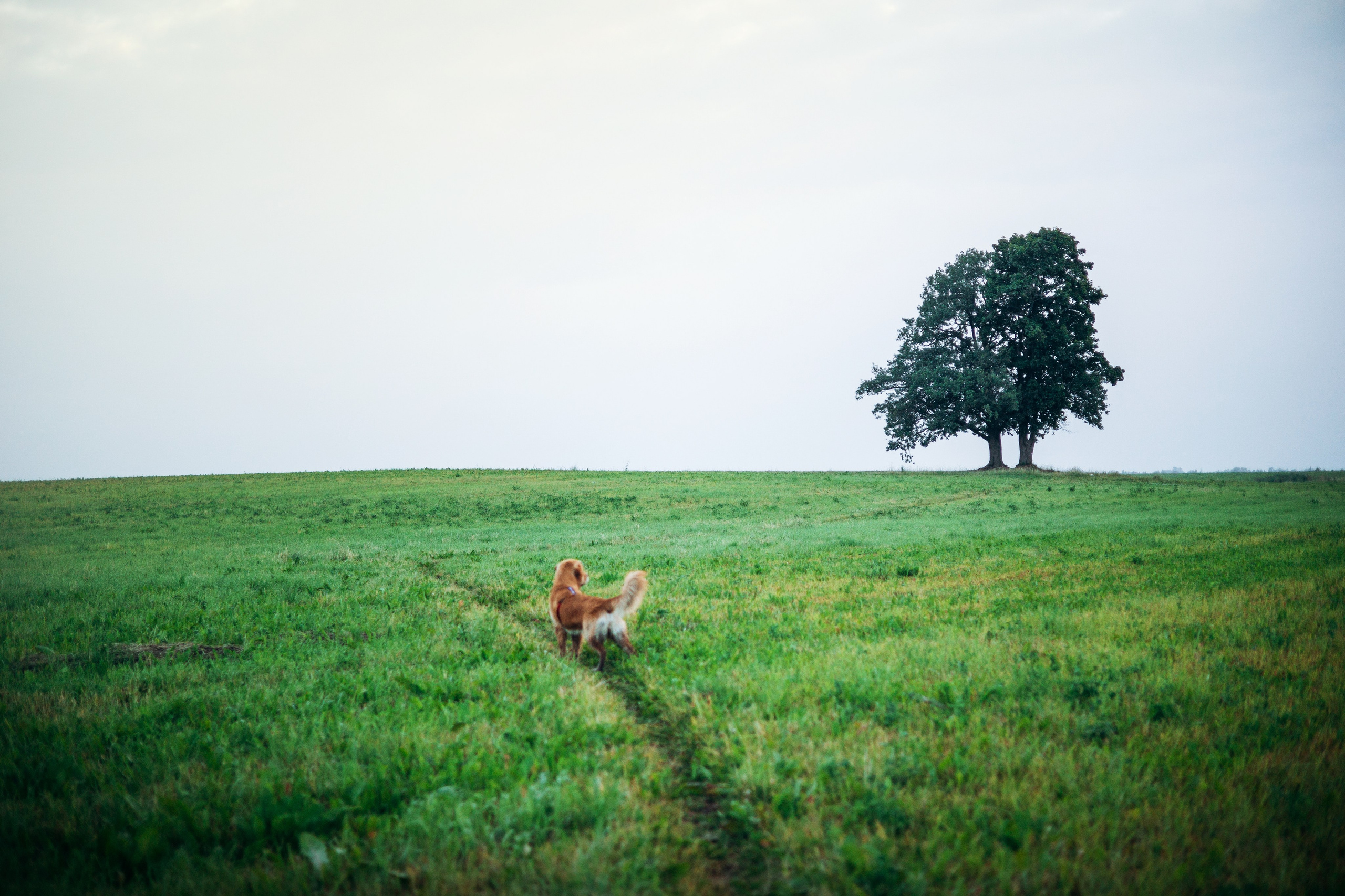 Аня и Ноллан. Фотограф — Анималист | Санкт-Петербург