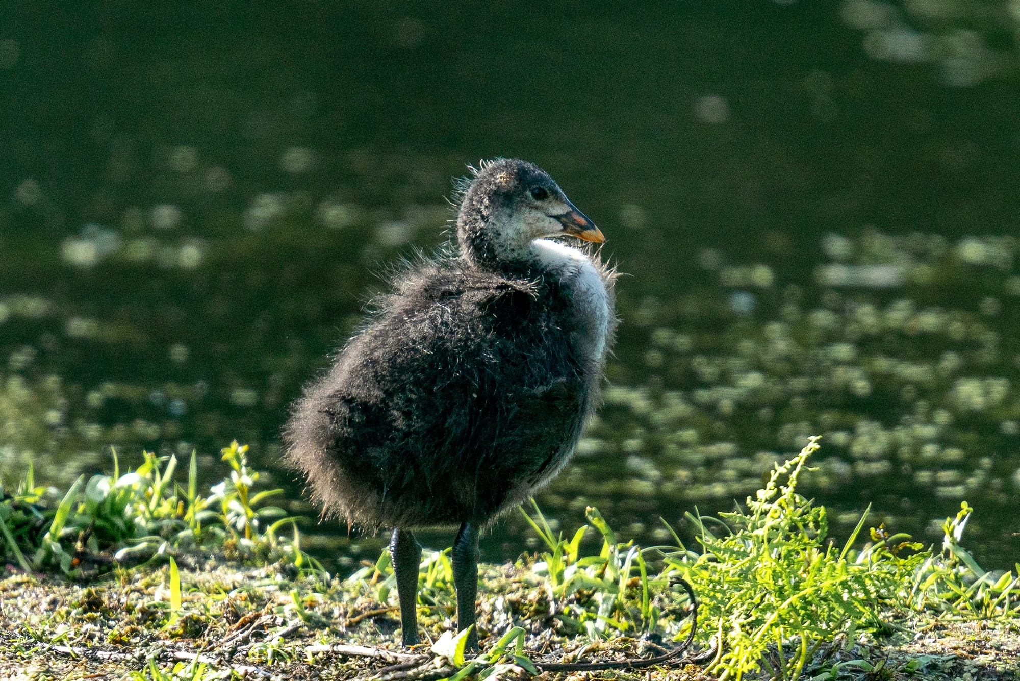 Удивительные мир птиц. Вокруг нас столько прекрасного — присмотритесь!. Ваш личный фотограф Марина Волкова