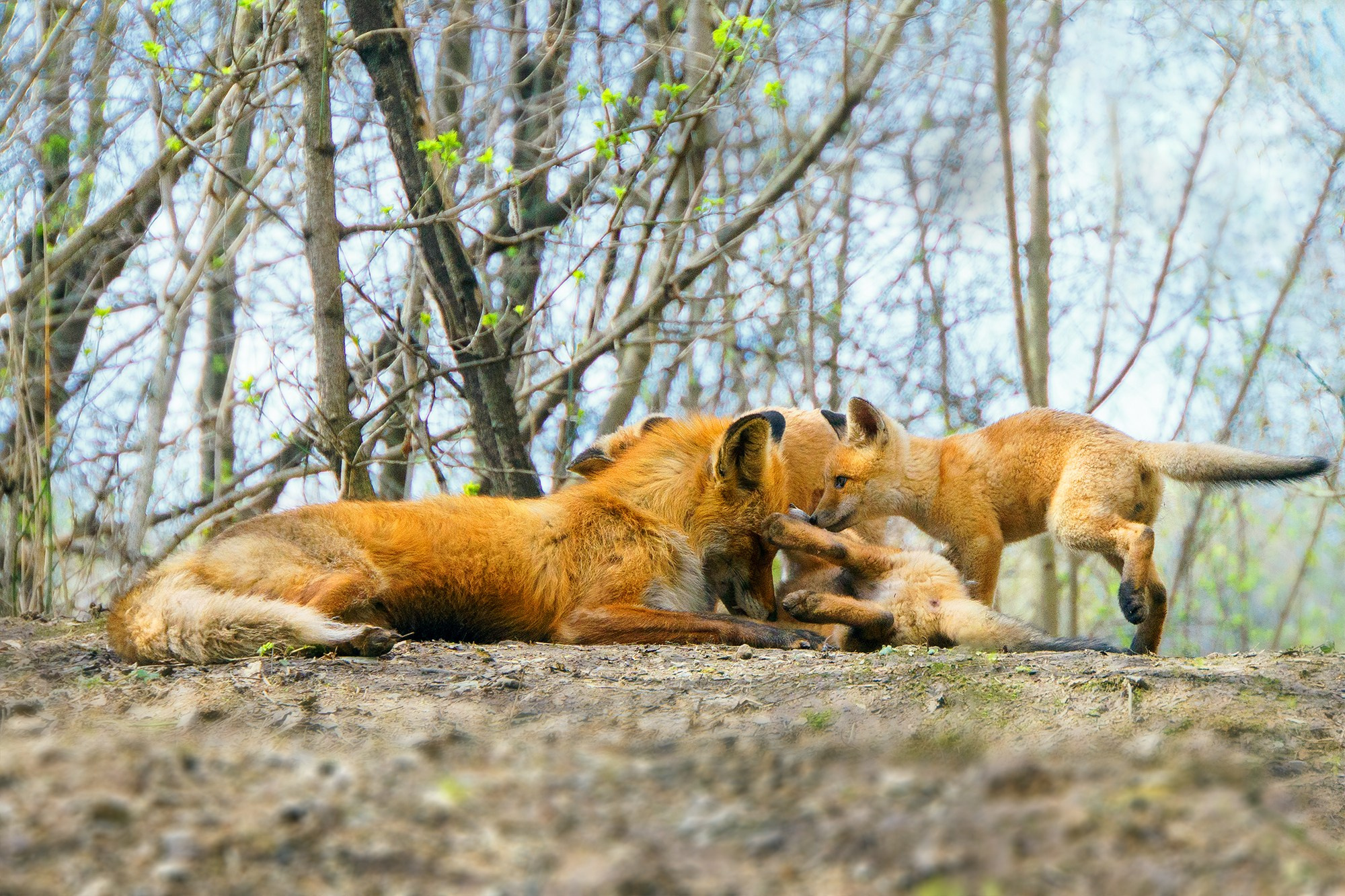 Животные. Ваш личный фотограф Марина Волкова