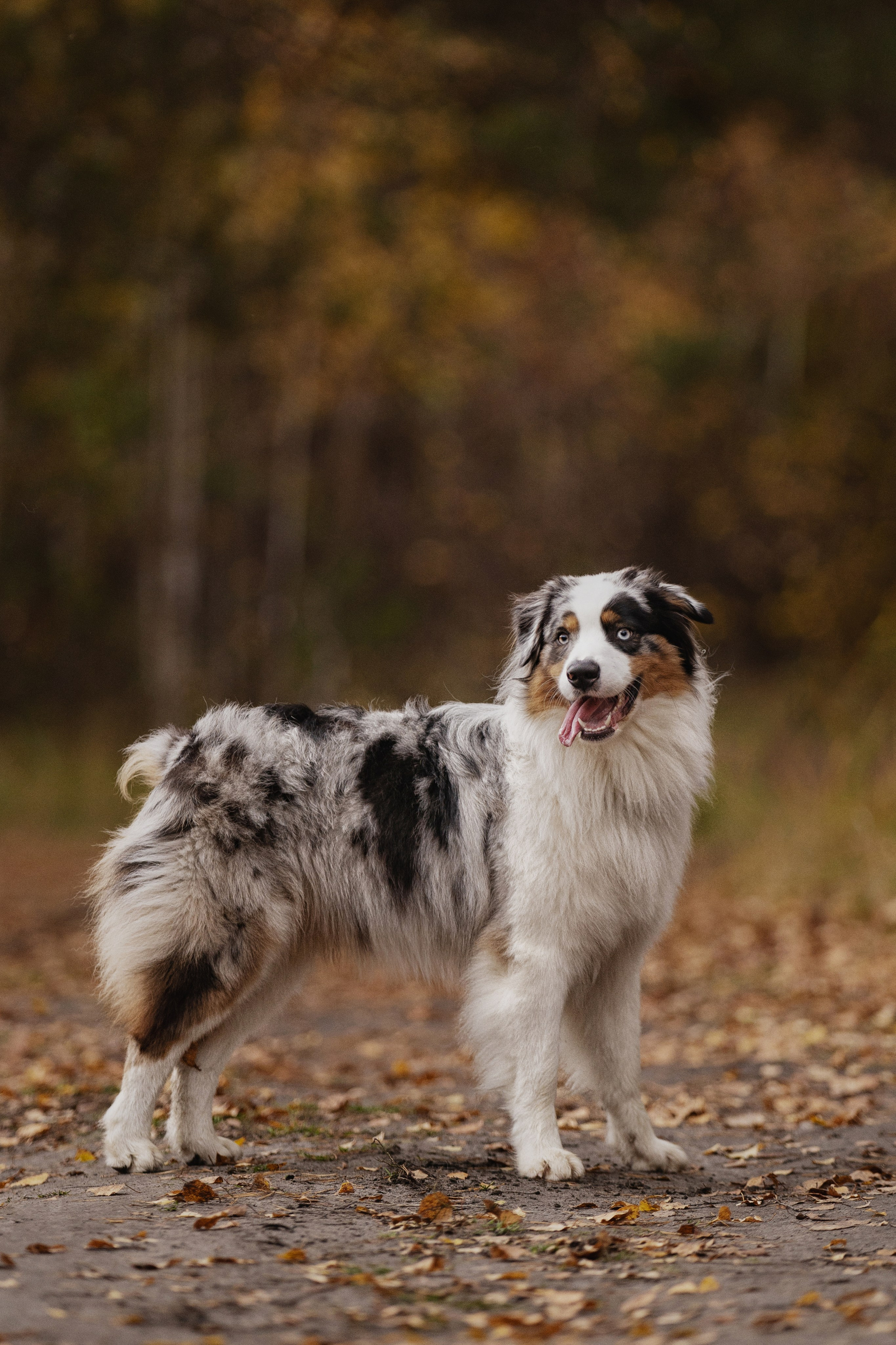 Татьяна + Бейли (история дружбы). Kameramotor74