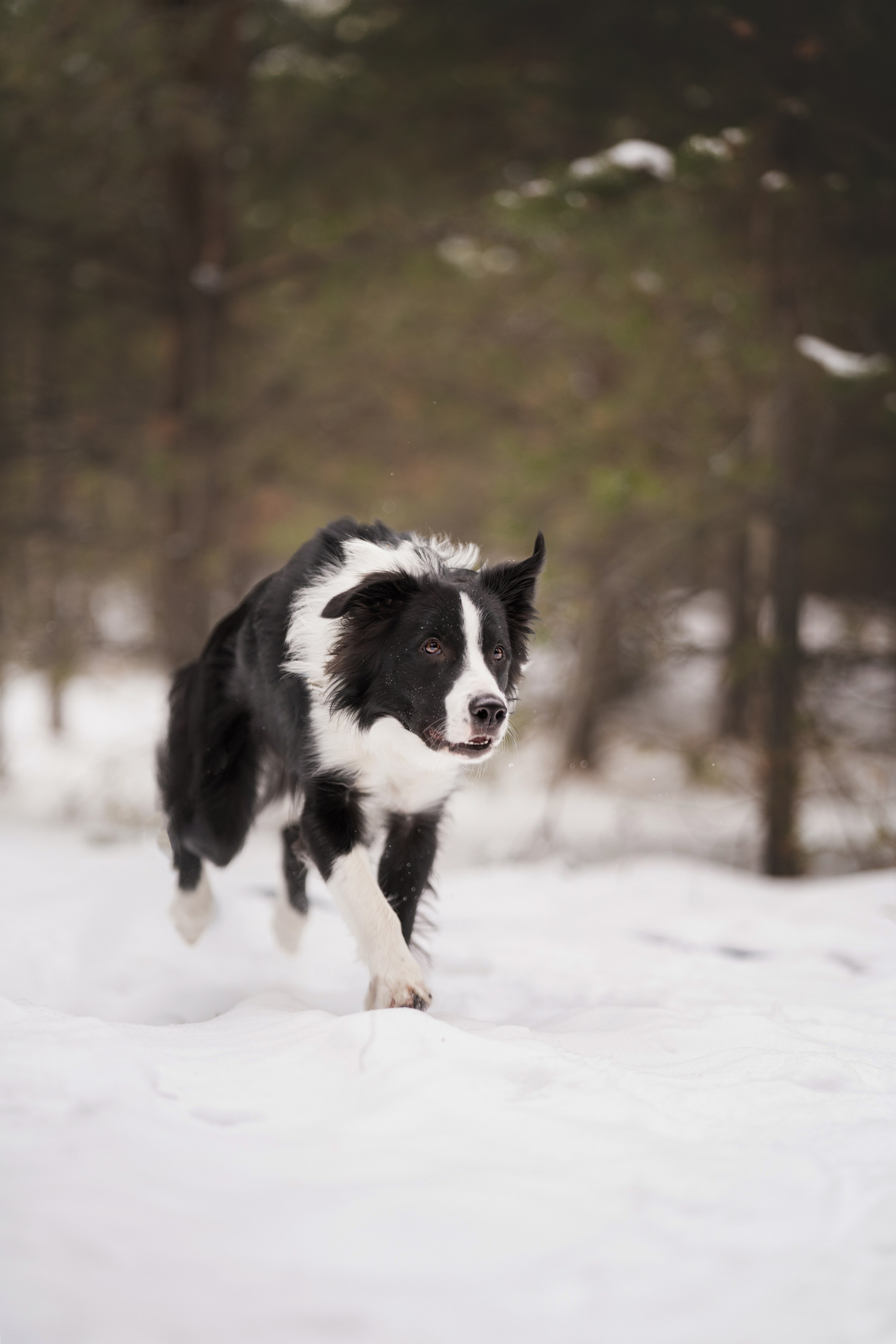 Близзард. Kameramotor74