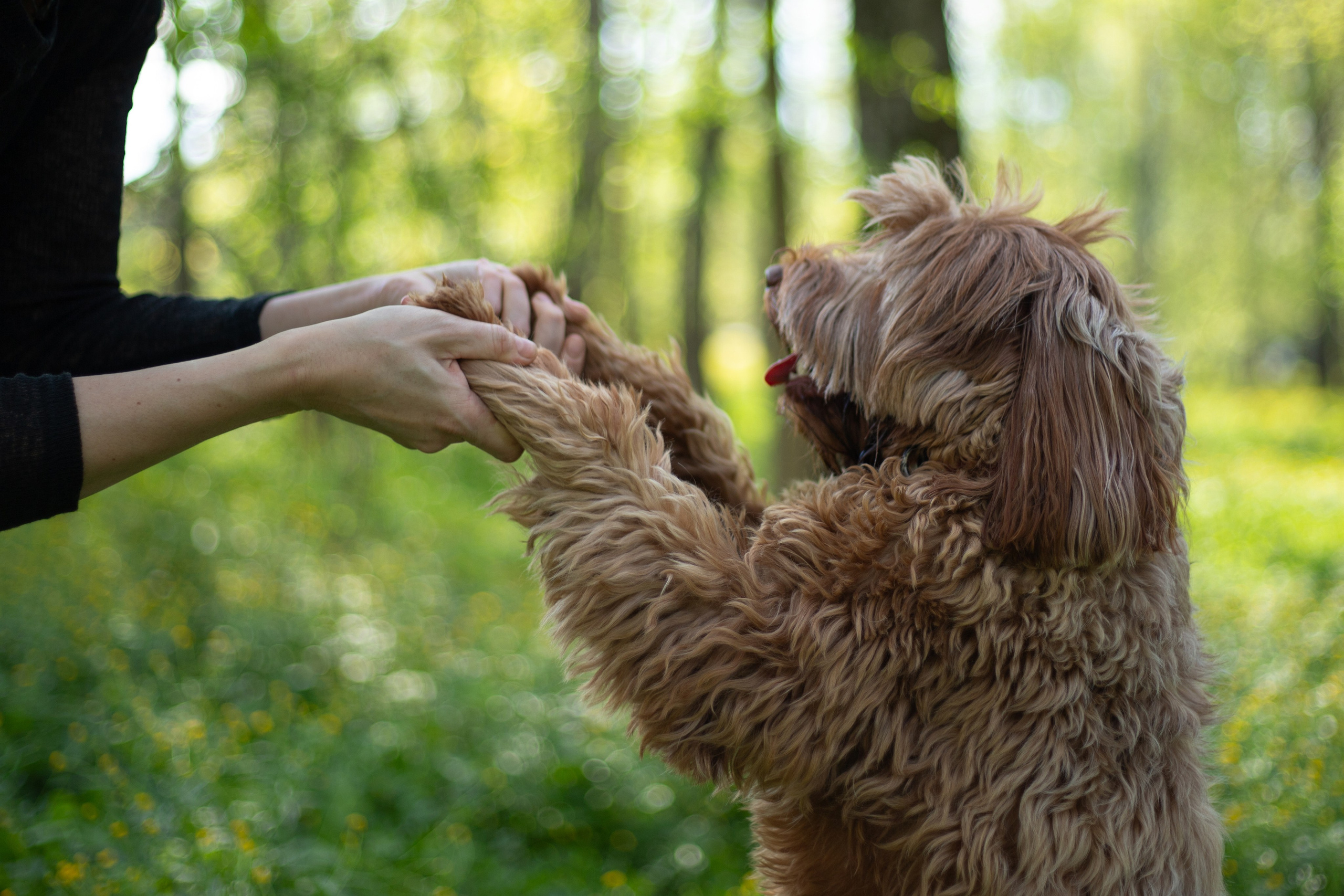 Портфолио. Фотограф-анималист Анна Леонтьева • Москва